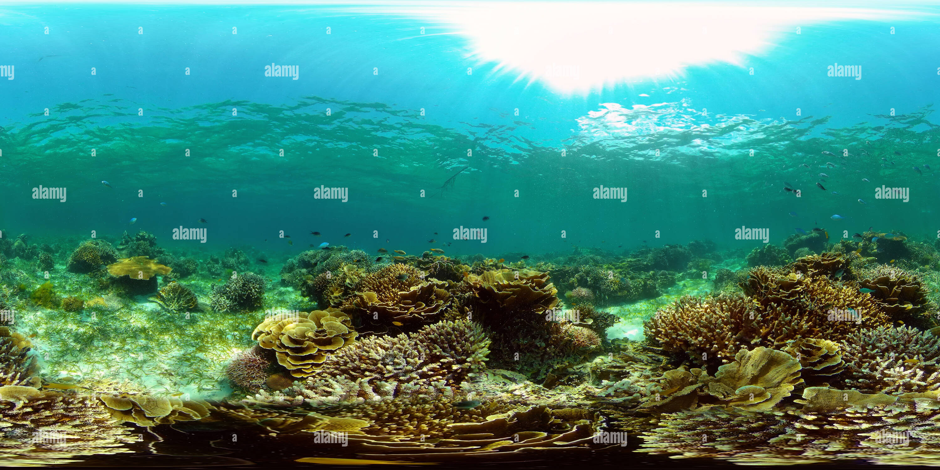 View Of Beautiful Underwater Landscape Alamy