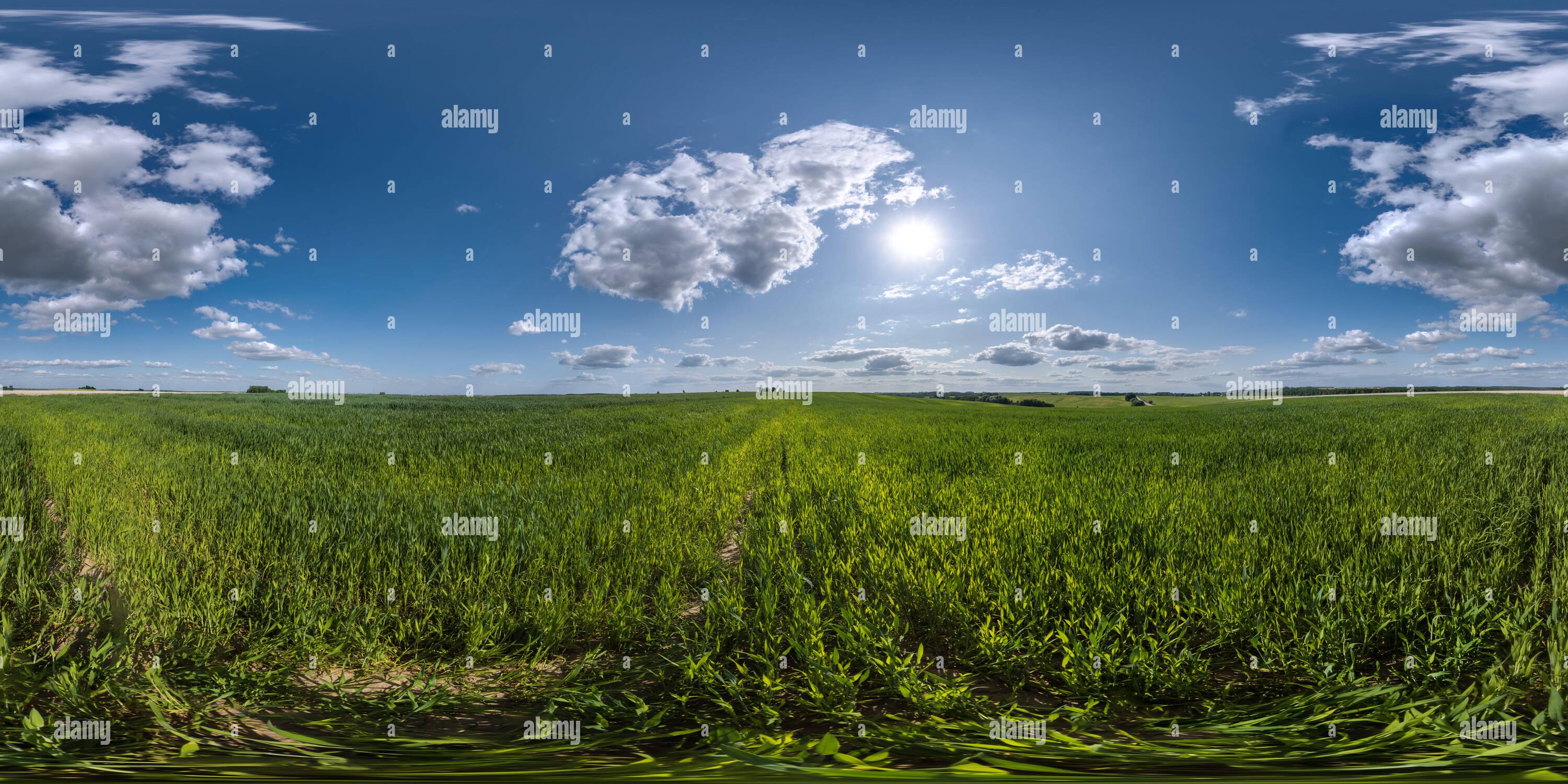 360 View Of Spherical 360 Hdri Panorama Among Green Grass Farming