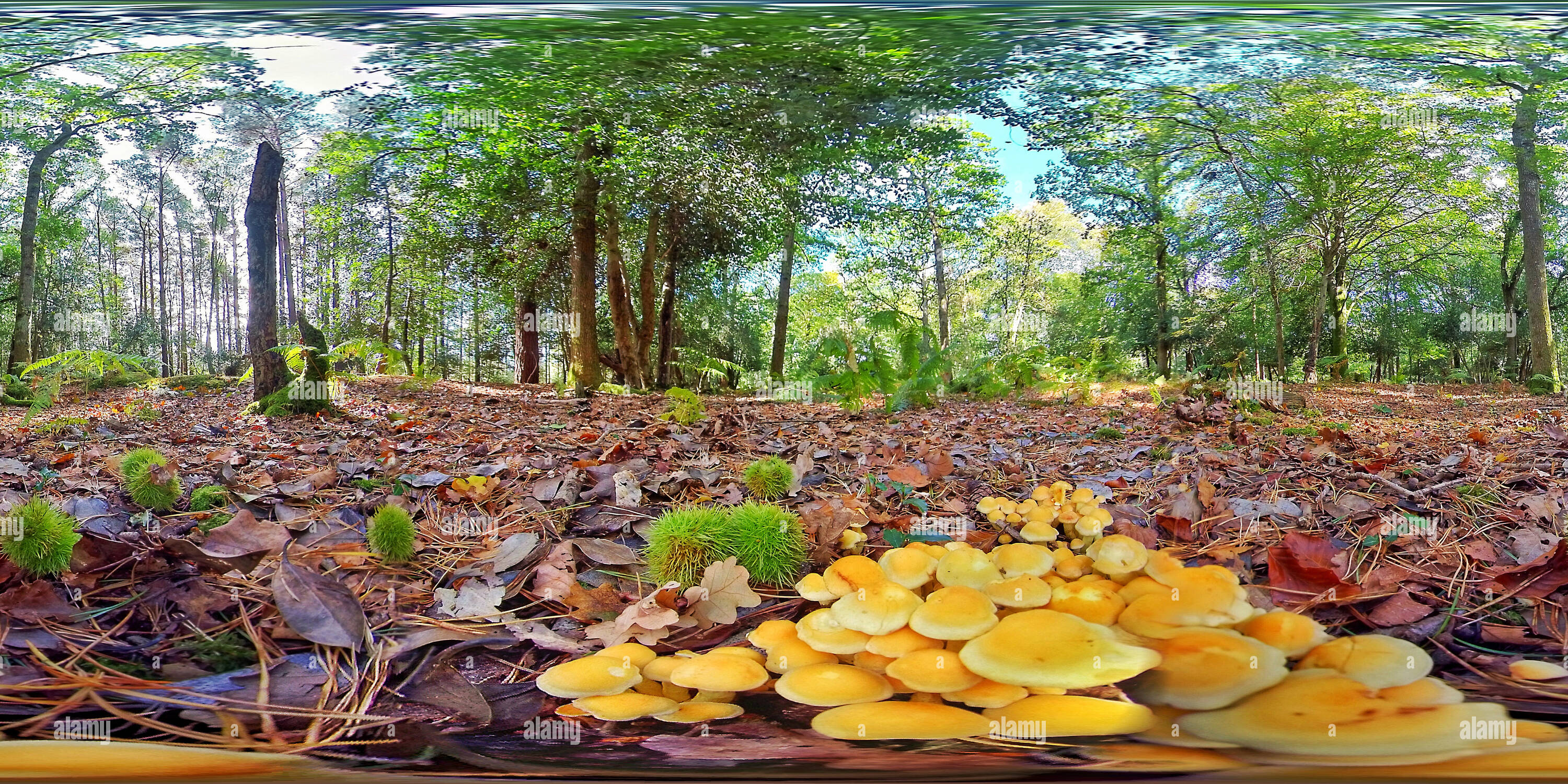 360° view of Mushrooms and fallen Chestnuts on the New Forest floor ...