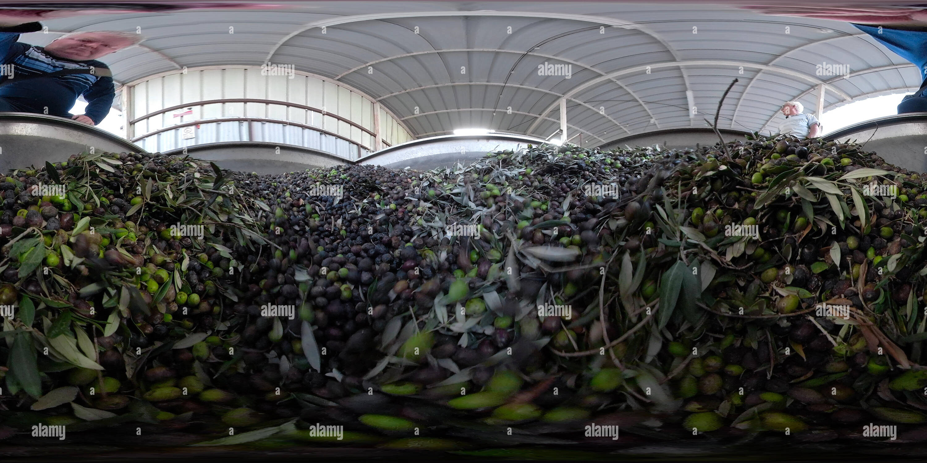 360° view of Olive oil processing, olives transported to a place where