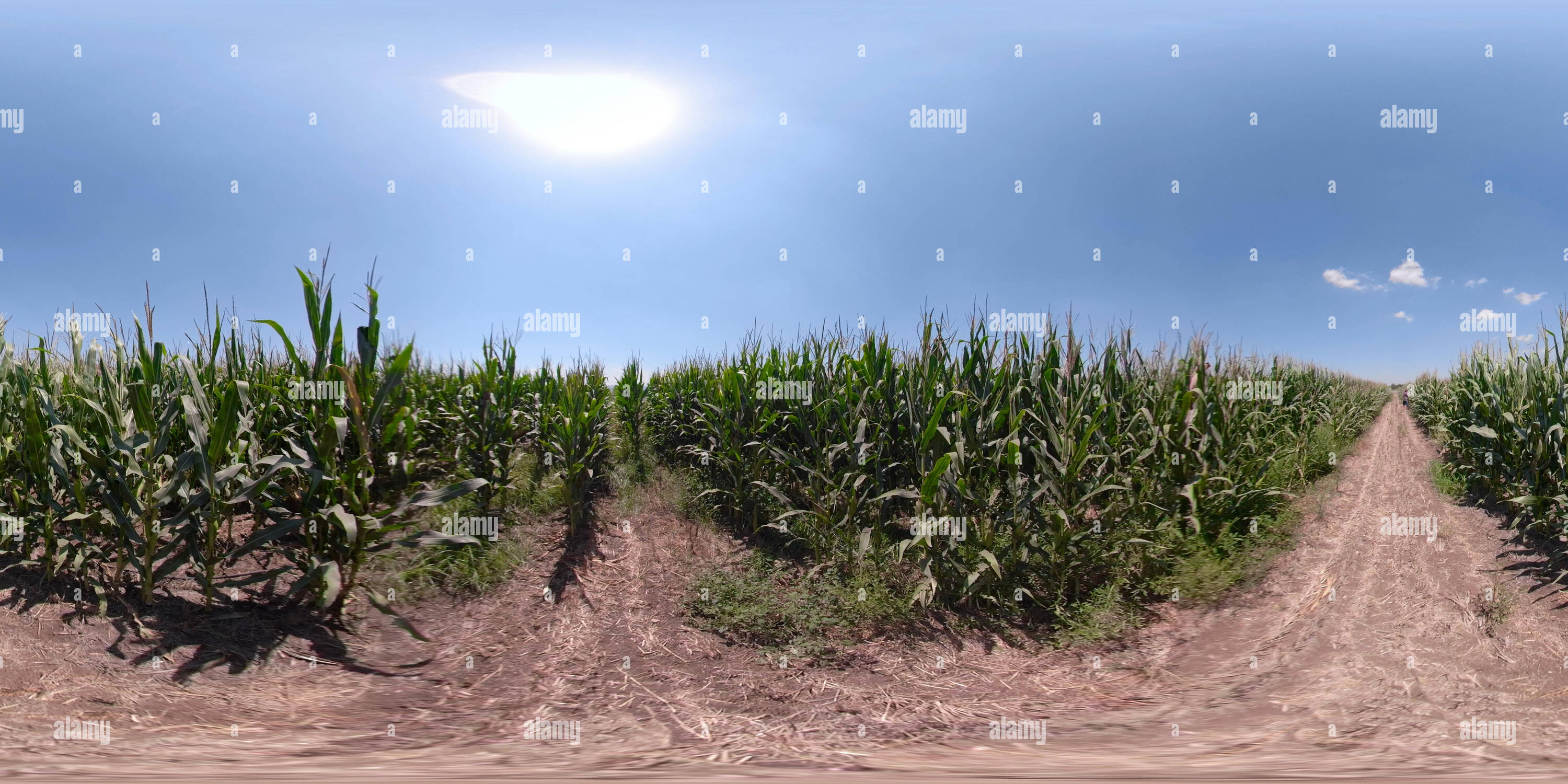 360° view of Rows corn plants with cobs cornfield. 360 vr panorama 2:1 aspect ratio for VR apps - Alamy