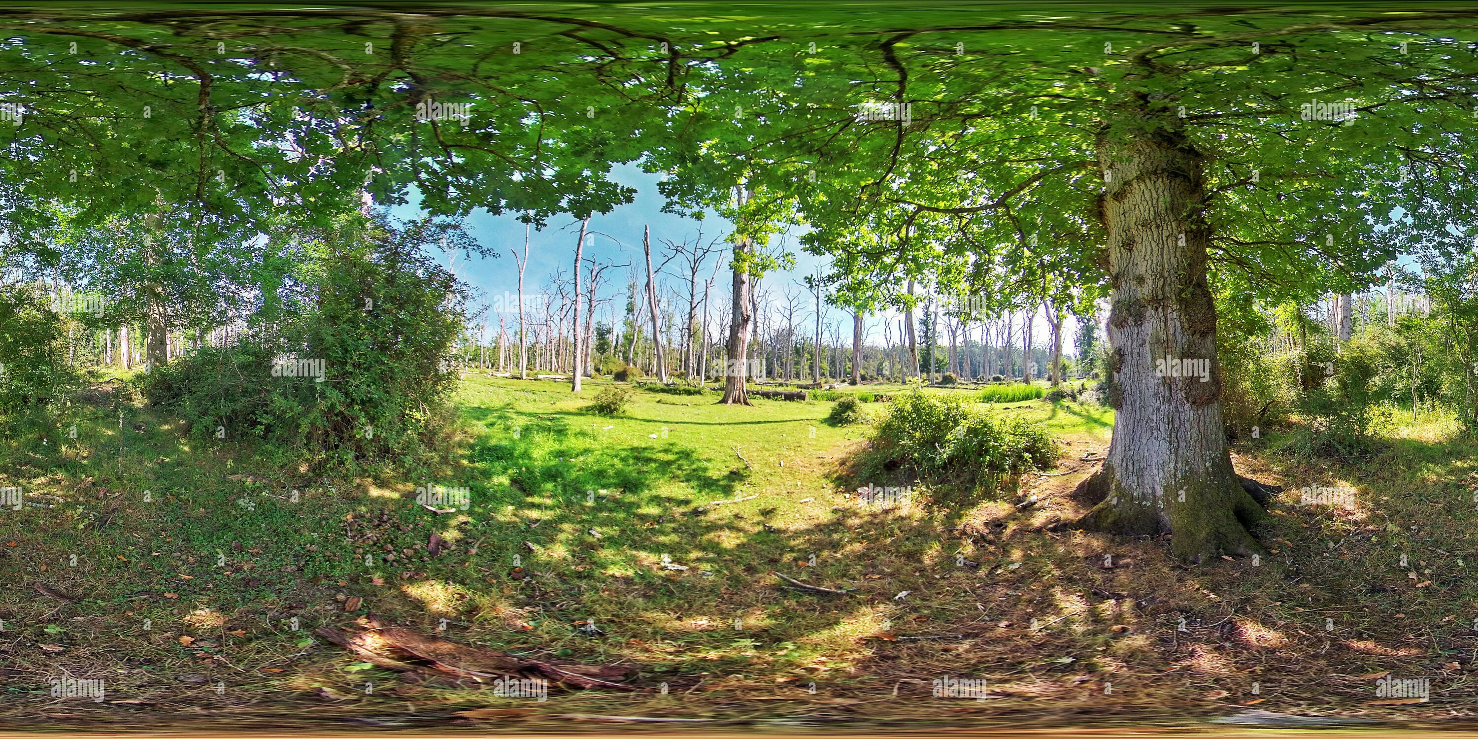 360° view of Dead oak forest from under living oak trees in the New