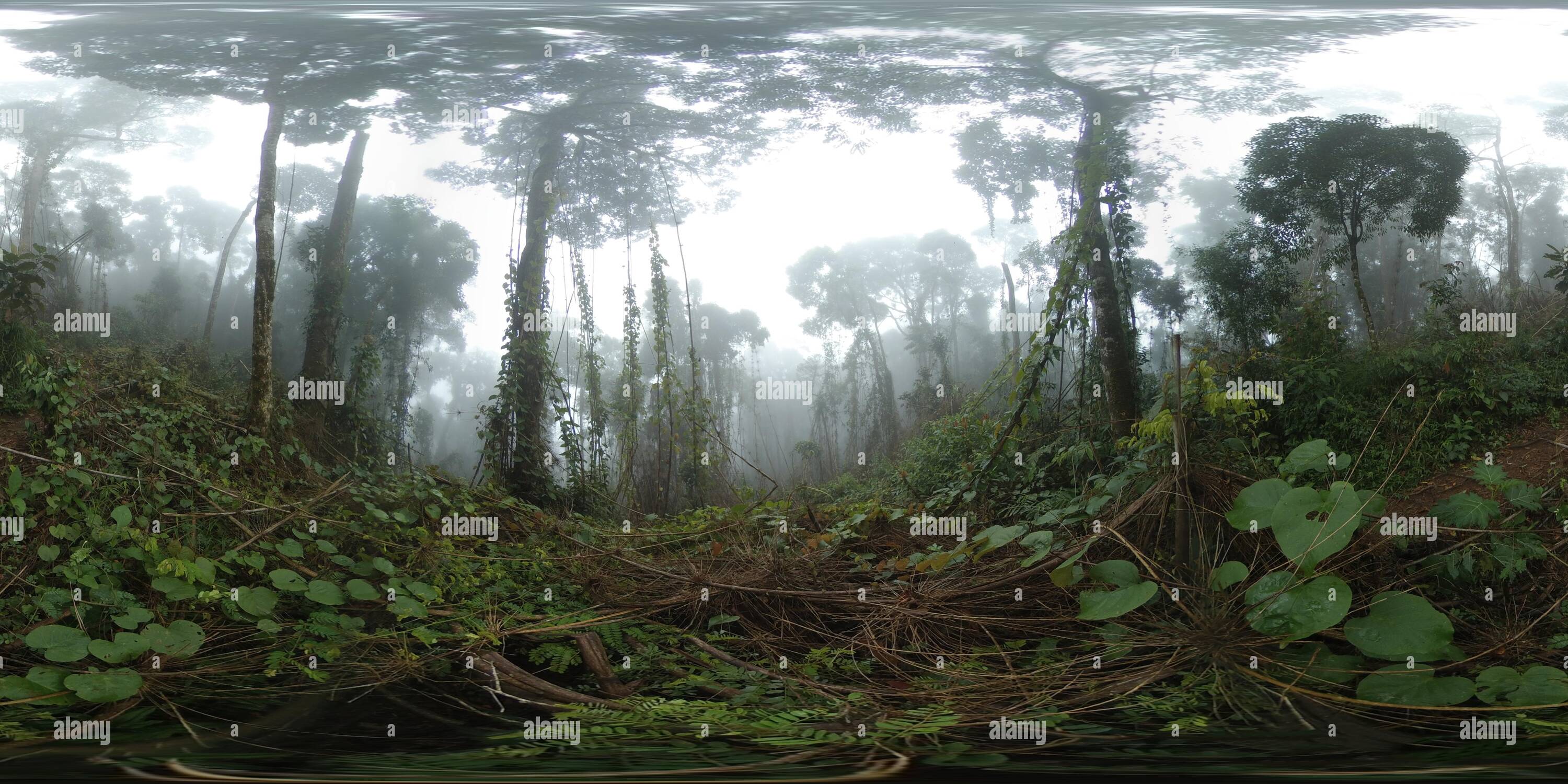 360 View Of Dense Evergreen Tropical Rain Forest In Mist 4k 360 Photo Alamy