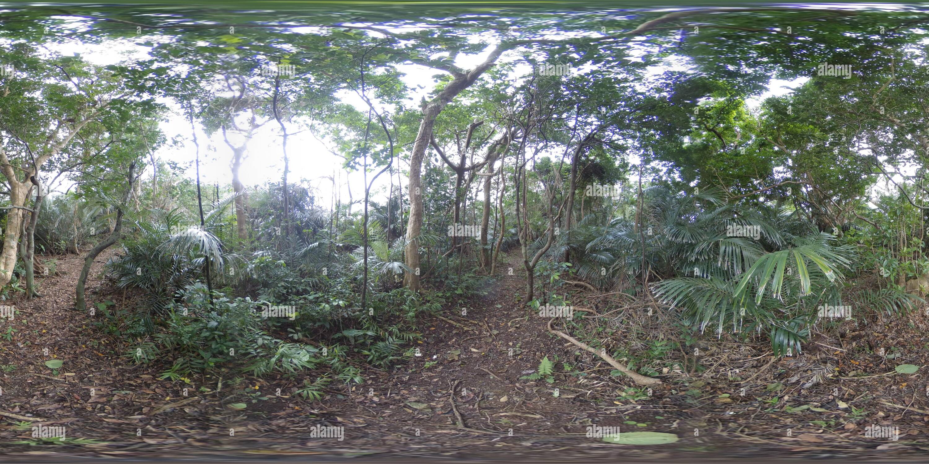 360 forest image hi-res stock photography and images - Alamy