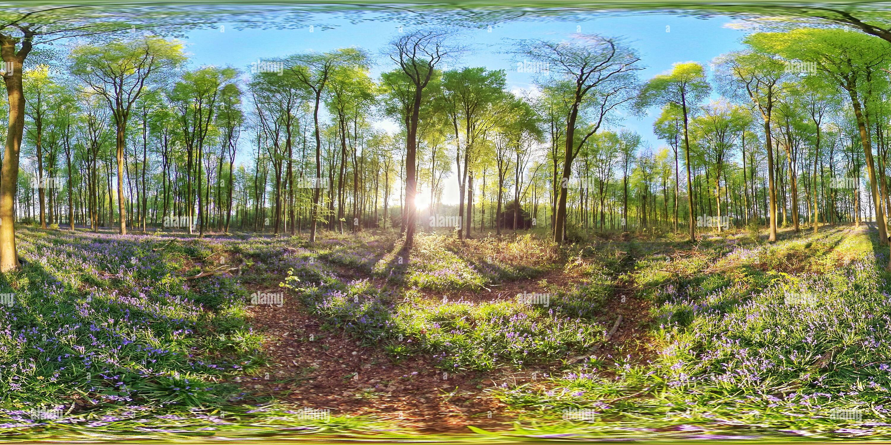 360° view of Bluebells under beech trees at Micheldever woods near