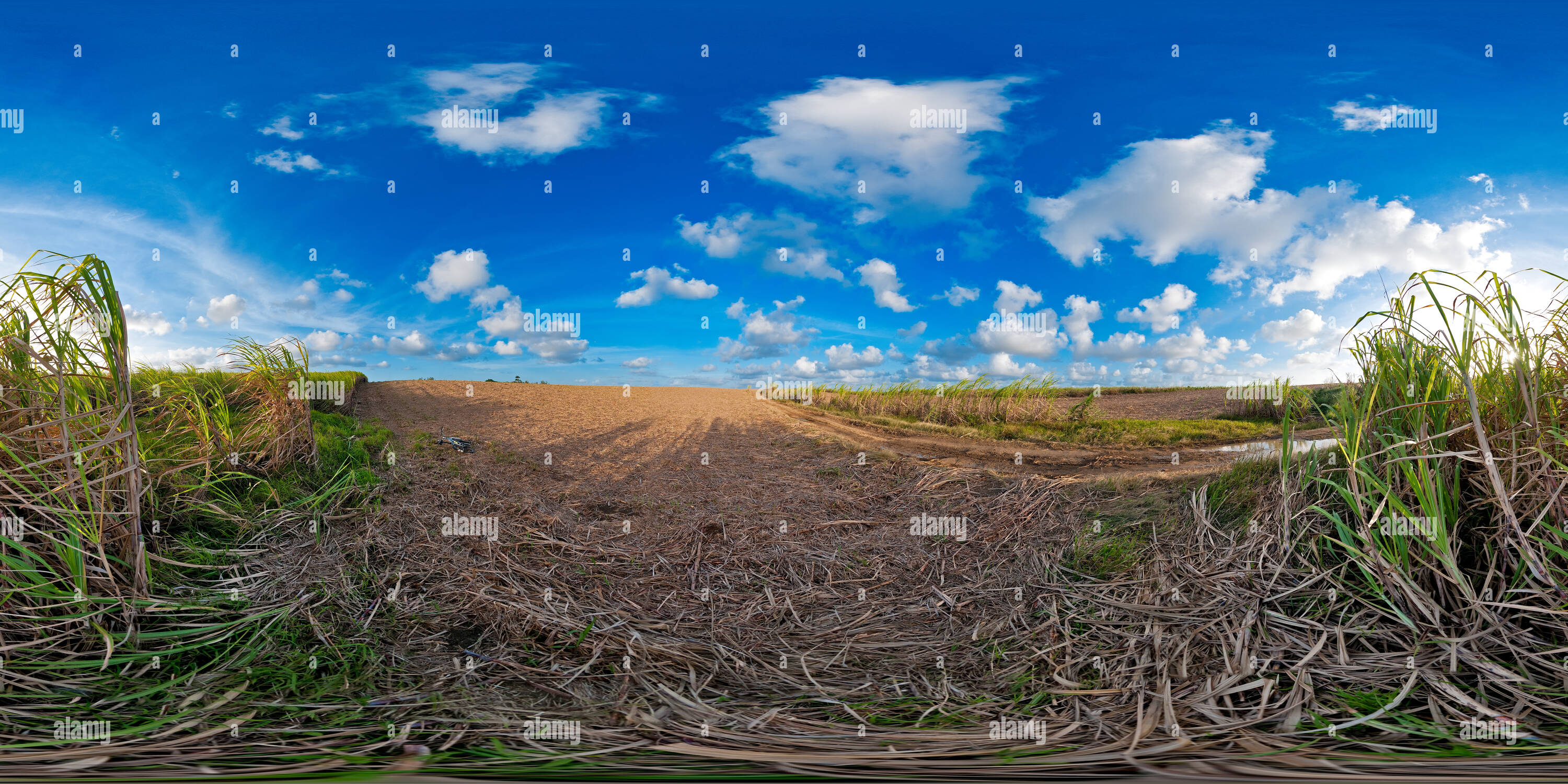 360° view of Cane field with bicycle - Alamy