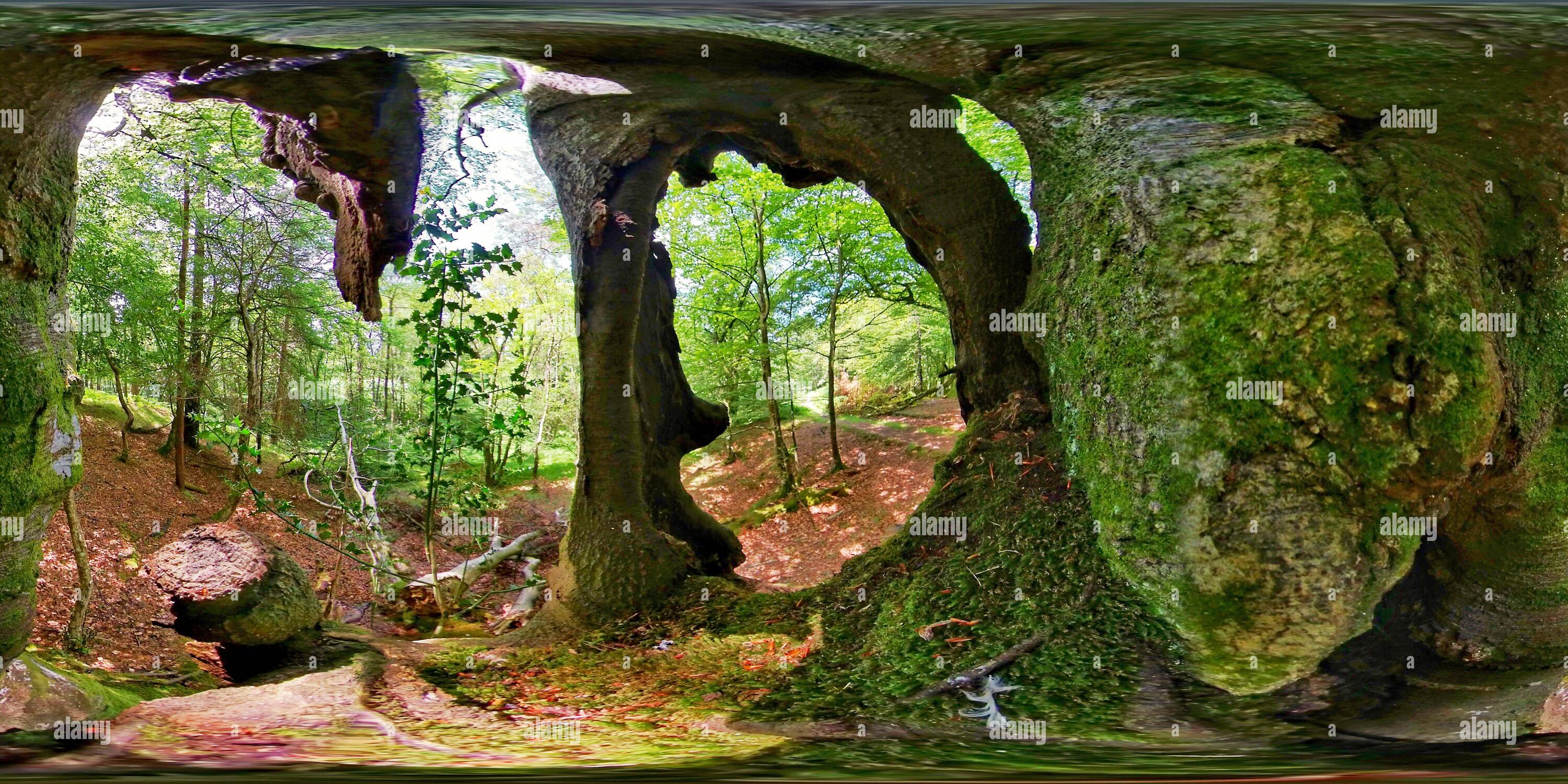 360-view-of-inside-the-hollow-of-a-living-tree-360vr-alamy