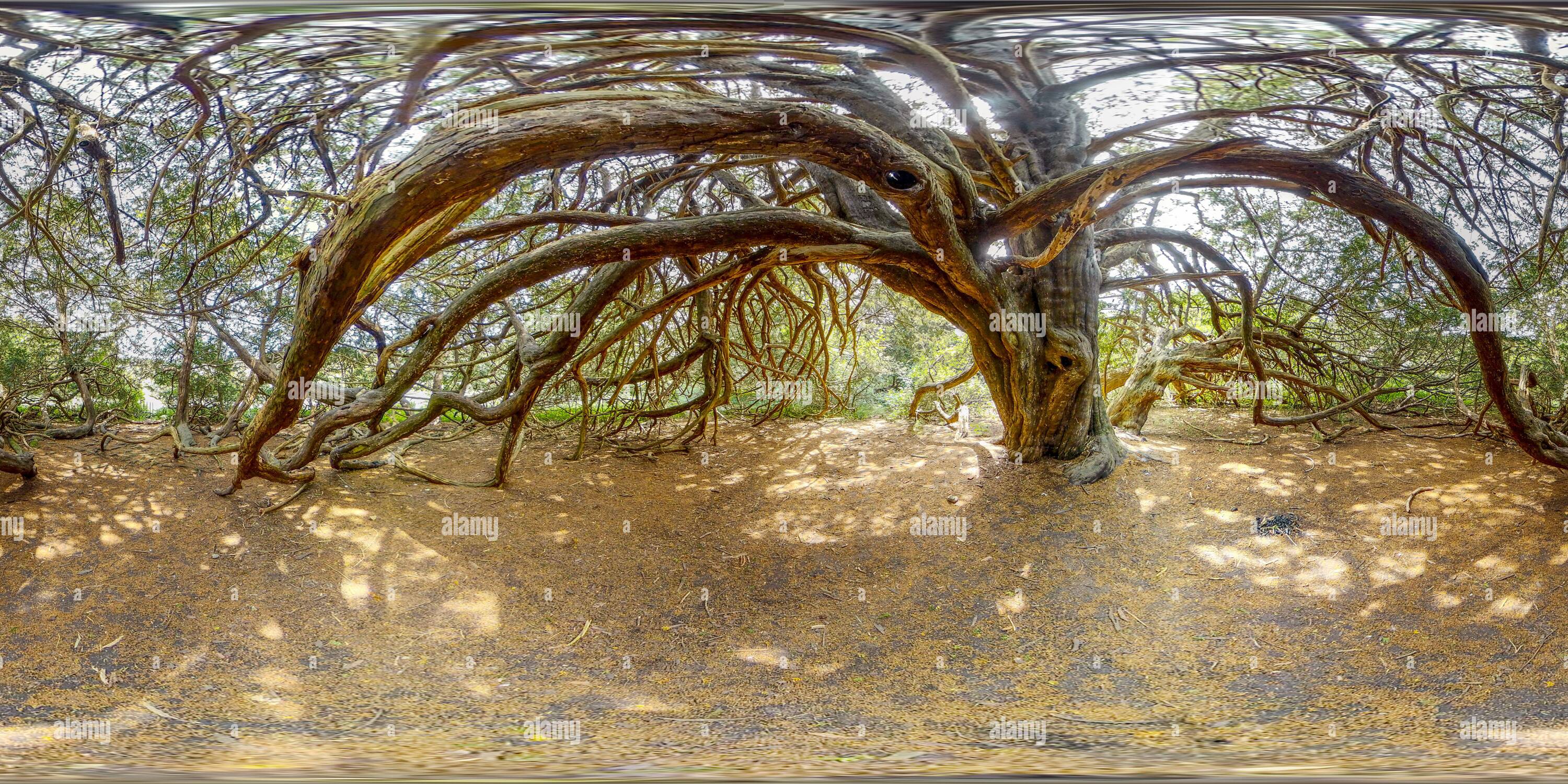 360° view of Ancient Yew Tree in Kingley Vale (360VR Alamy