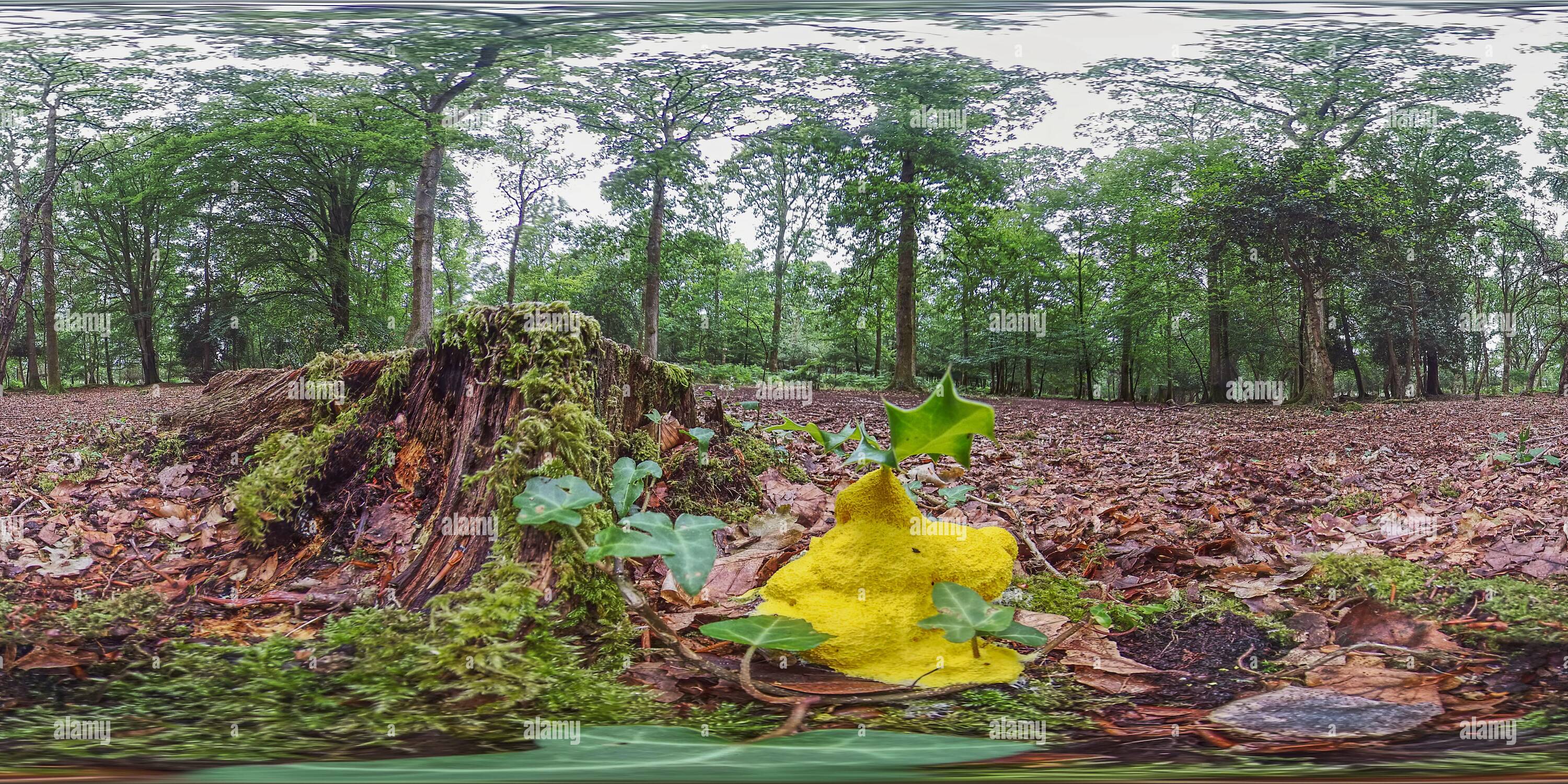 360 degree panoramic view of Slime mould with a holly topping on the New Forest floor