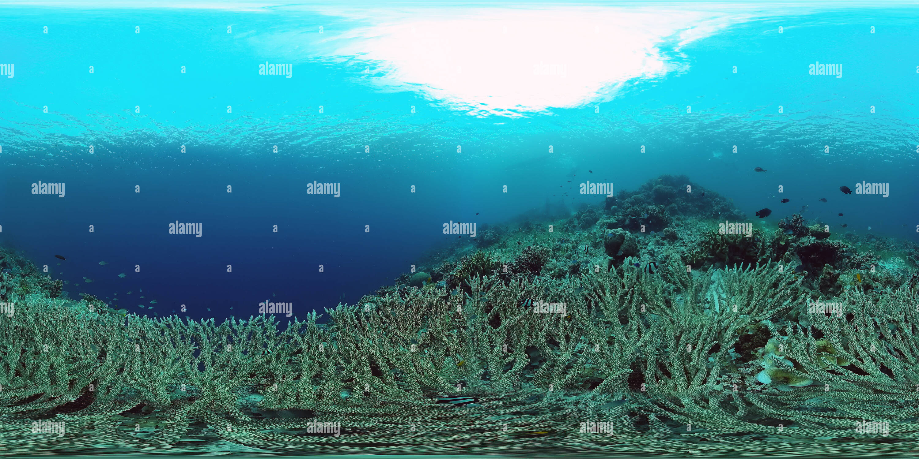 360 degree panoramic view of Underwater world of a coral reef 9