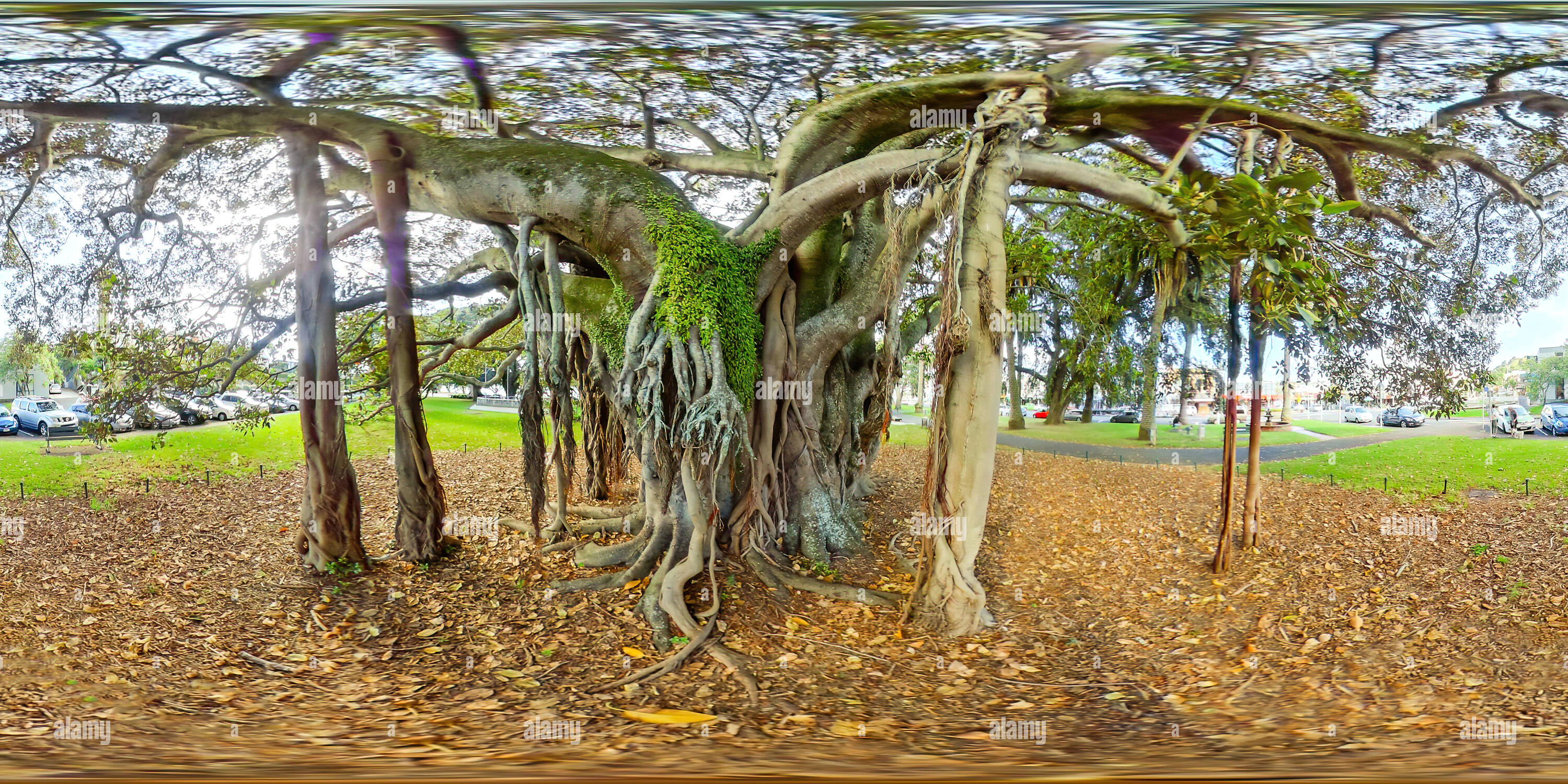360 degree panoramic view of Moreton Bay Fig Tree, Devonport, Auckland, New Zealand
