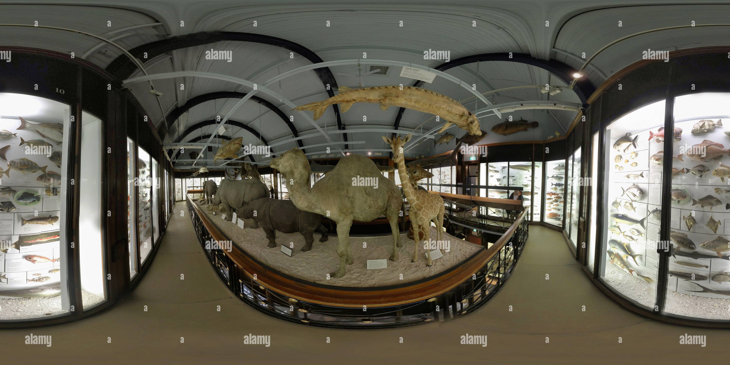 360 degree panoramic view of The amazing collection of animals at the Natural History Museum at Tring, Hertfordshire. Picture Credit : © MARK PAIN / ALAMY