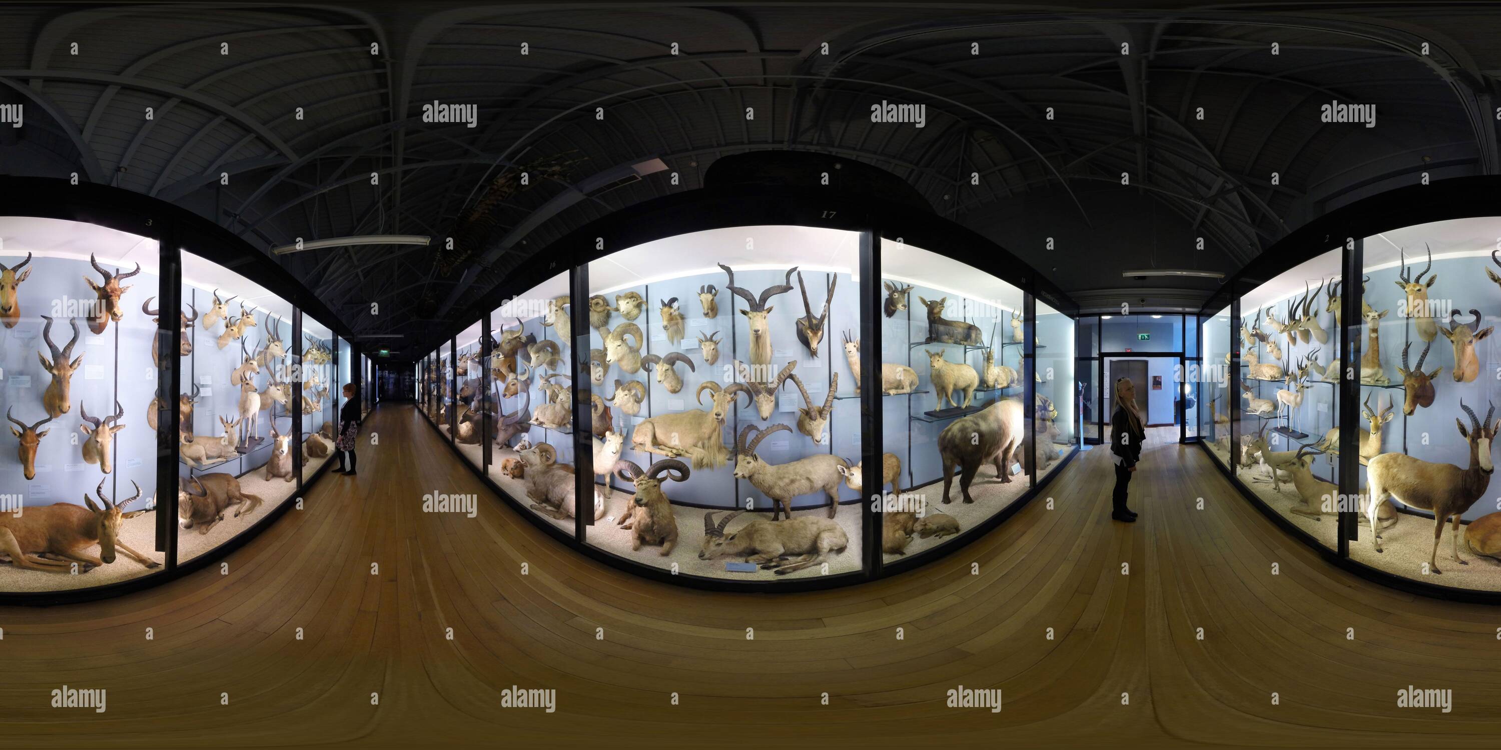 360 degree panoramic view of The amazing collection of animals at the Natural History Museum at Tring, Hertfordshire. Picture Credit : ©  MARK PAIN / ALAMY