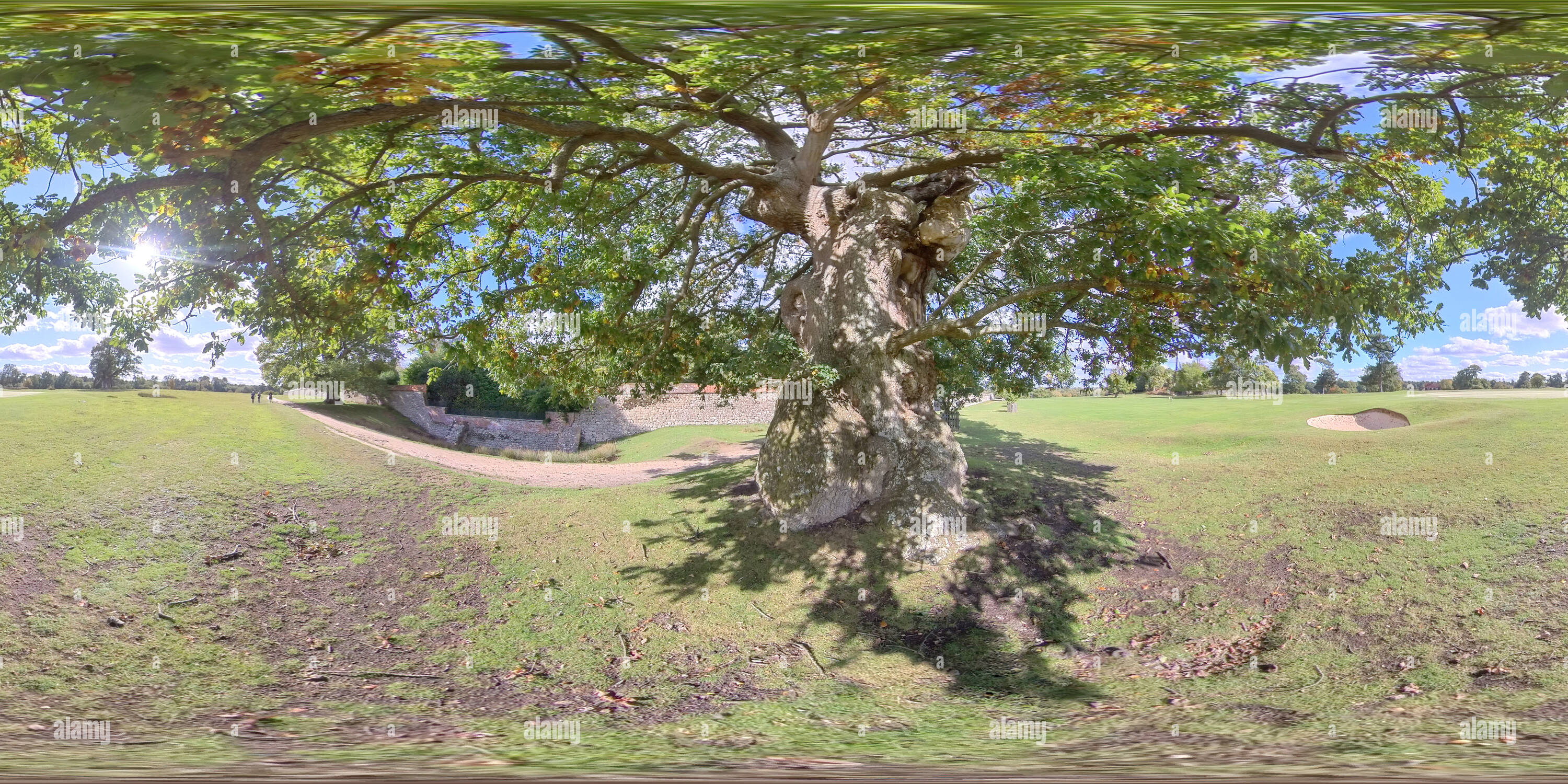 360° view of Knole Park, Ancient Oak Tree Alamy