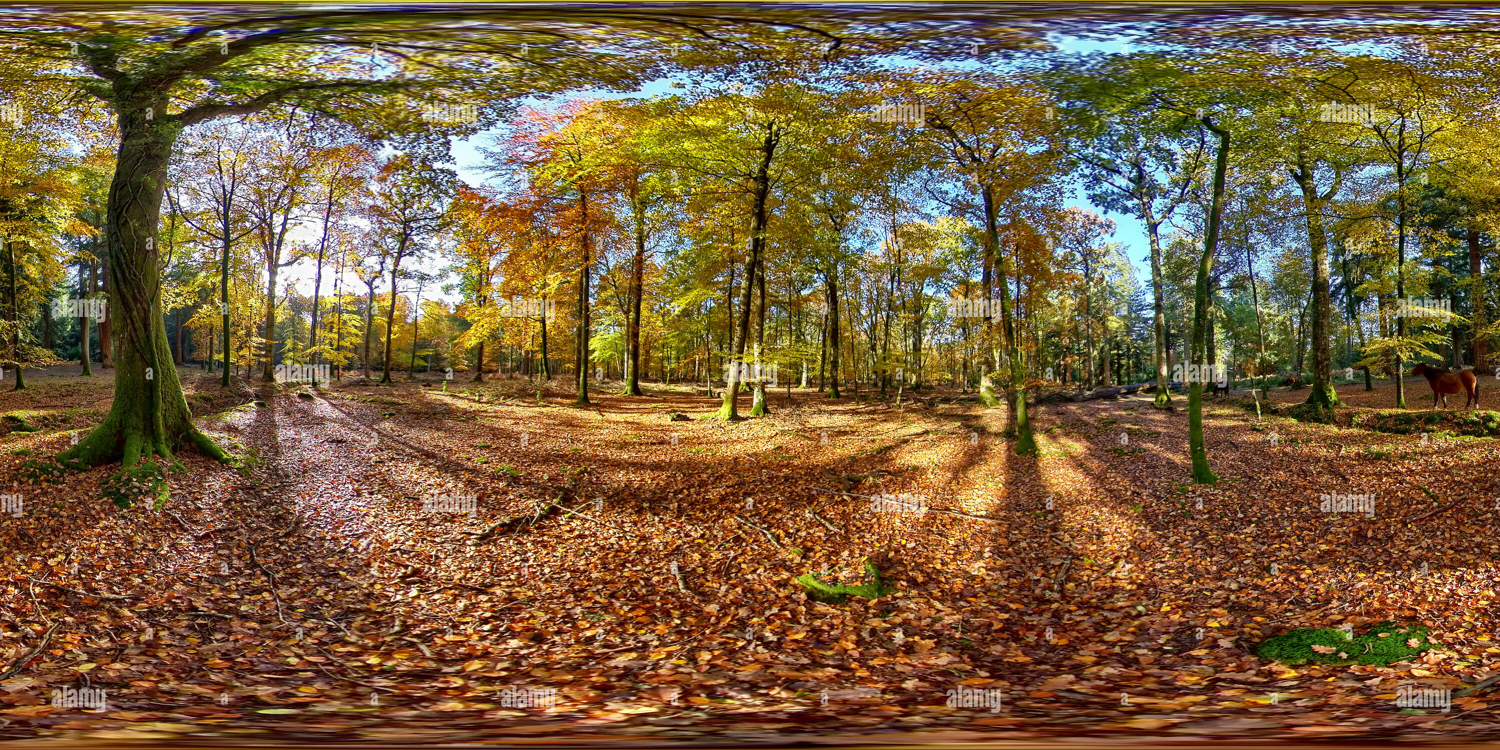 360° view of Ponies in Autumn, Blackwater, New Forest National park Alamy