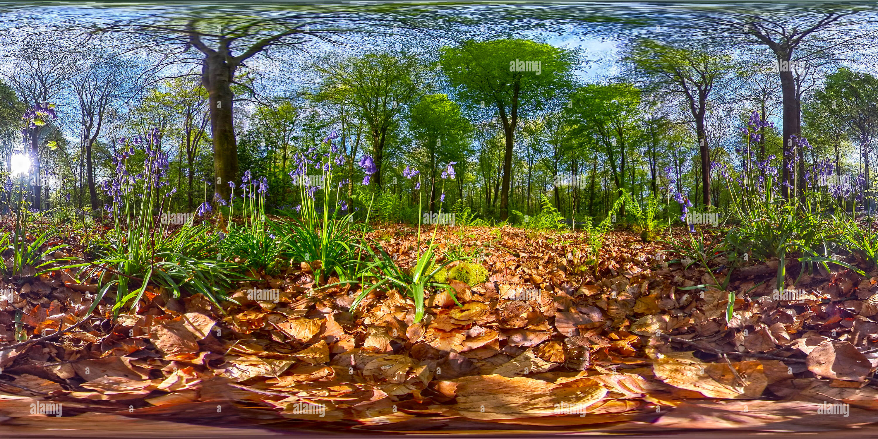 360° view of Bluebells under beech trees in Micheldever woods