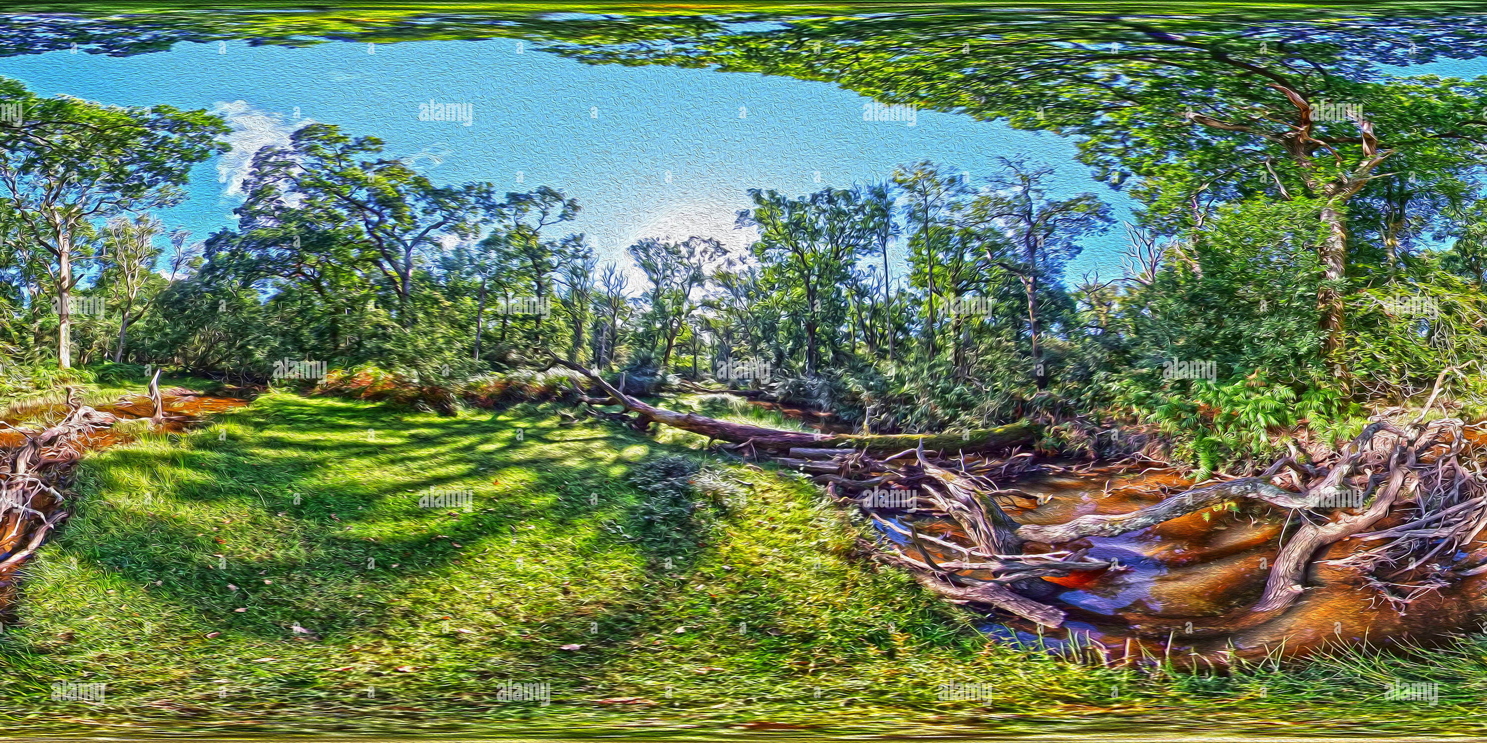 360-view-of-flechs-stream-in-the-new-forest-national-park-alamy