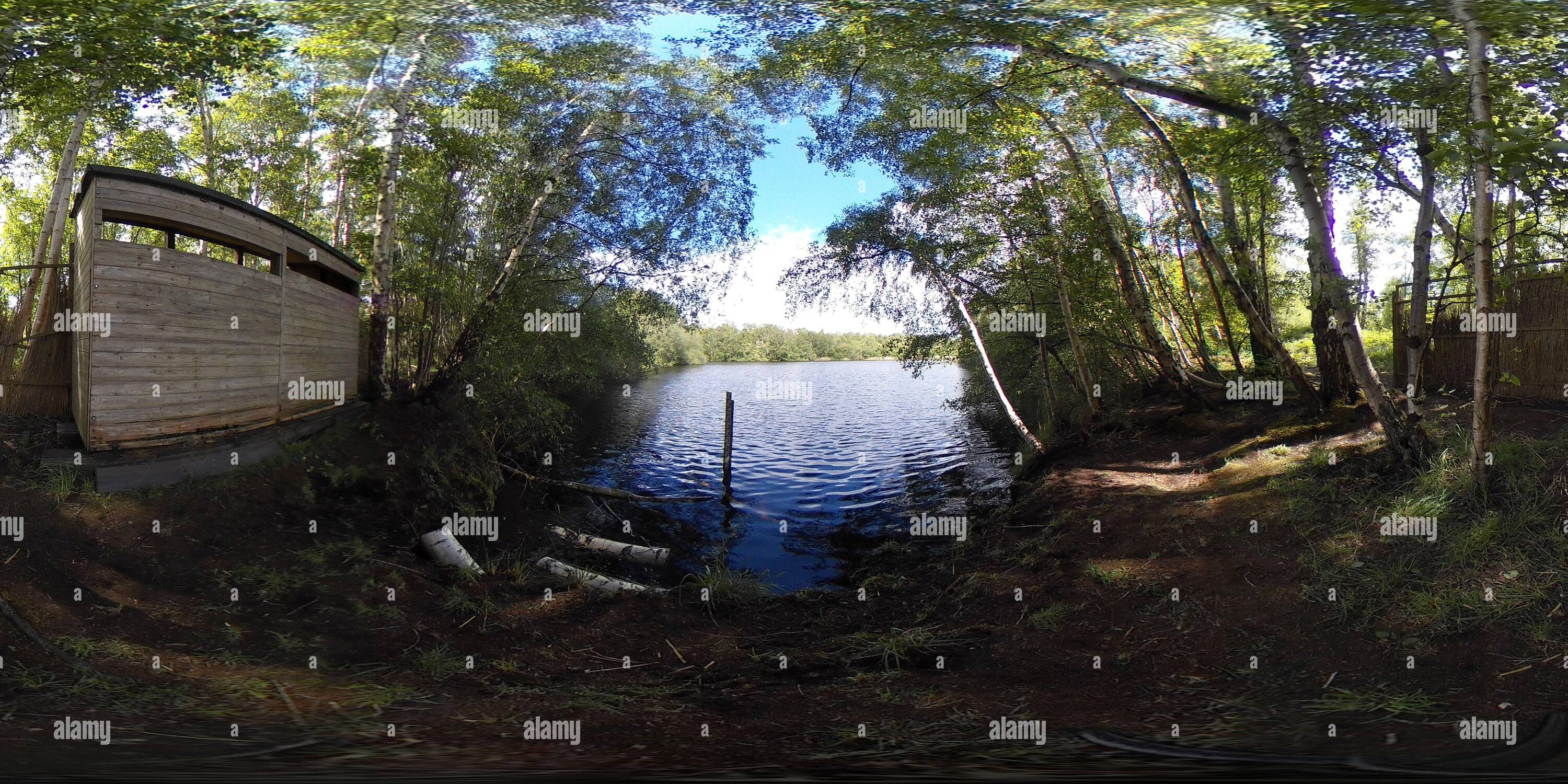 360 degree panoramic view of 360 view of Spring woodland at Holme Fen SSSI, Holme village, Cambridgeshire, England, UK