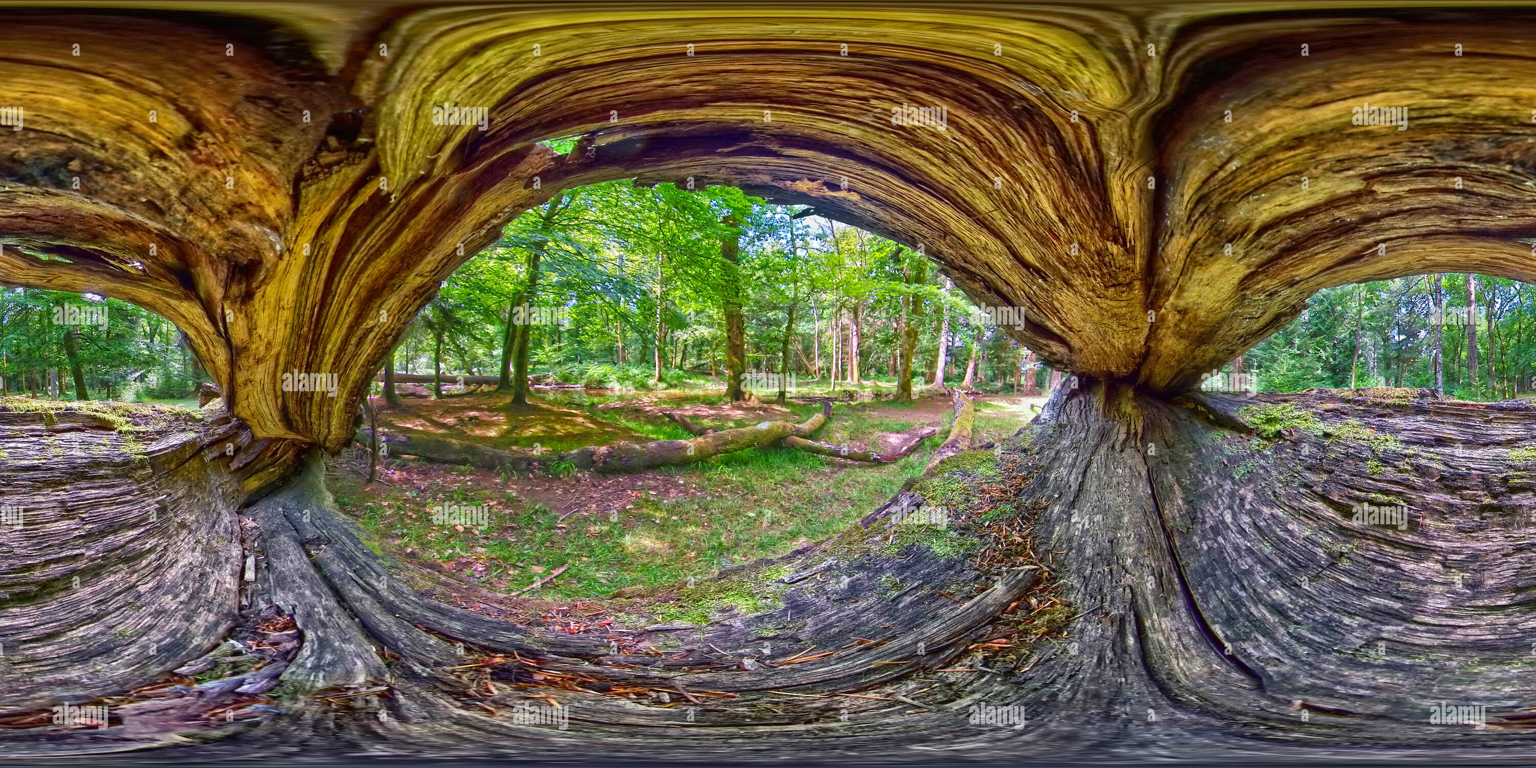 360° view of Under a split fallen tree next to Black Water stream in ...