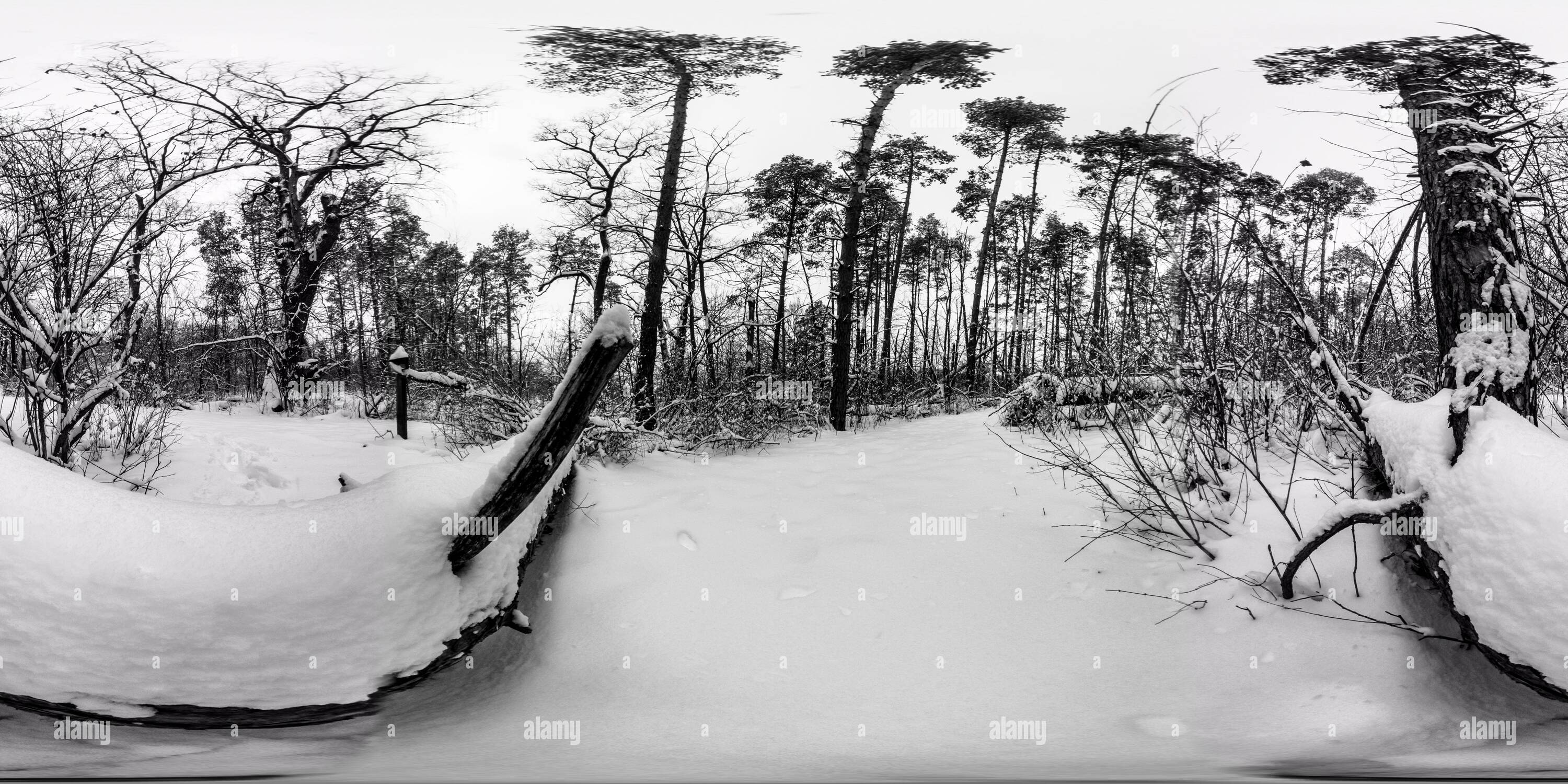 360° view of Black and white forest during a snowstorm - Alamy