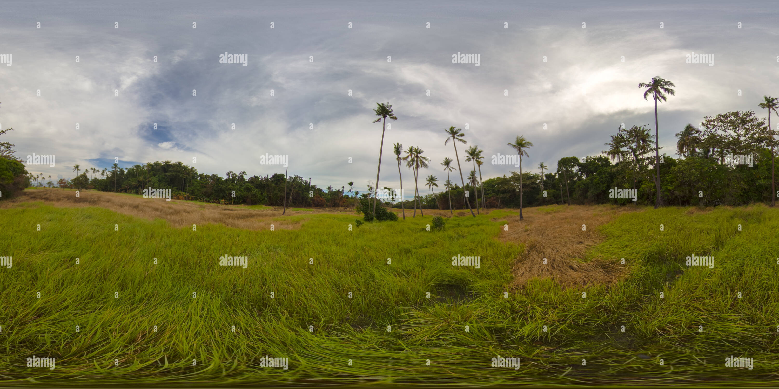 360° view of Tropical Rainforest 360 VR - Alamy