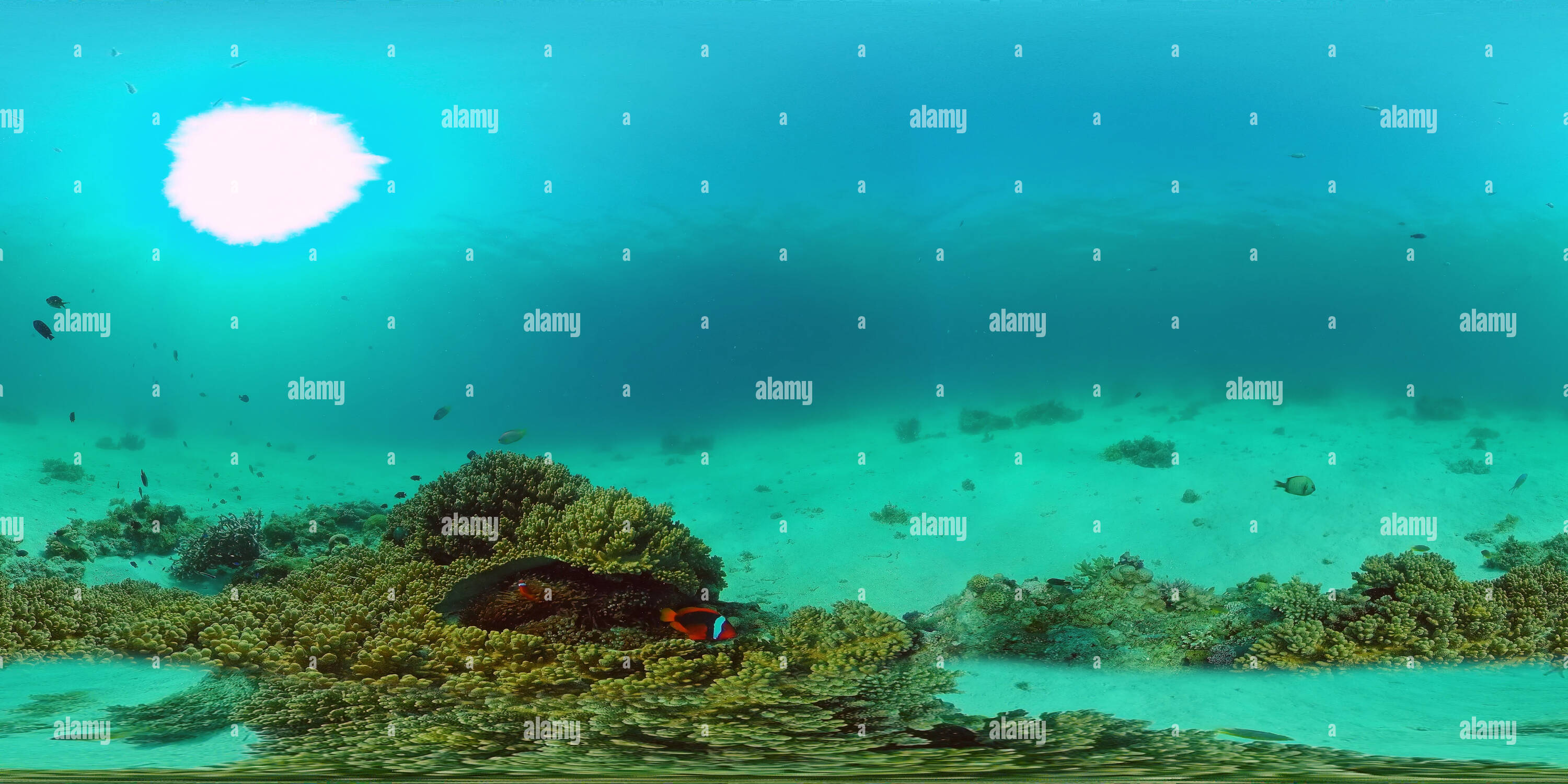 Exposed: The Secret Life Of Coral Reef On Onlyfans - 58khwo0