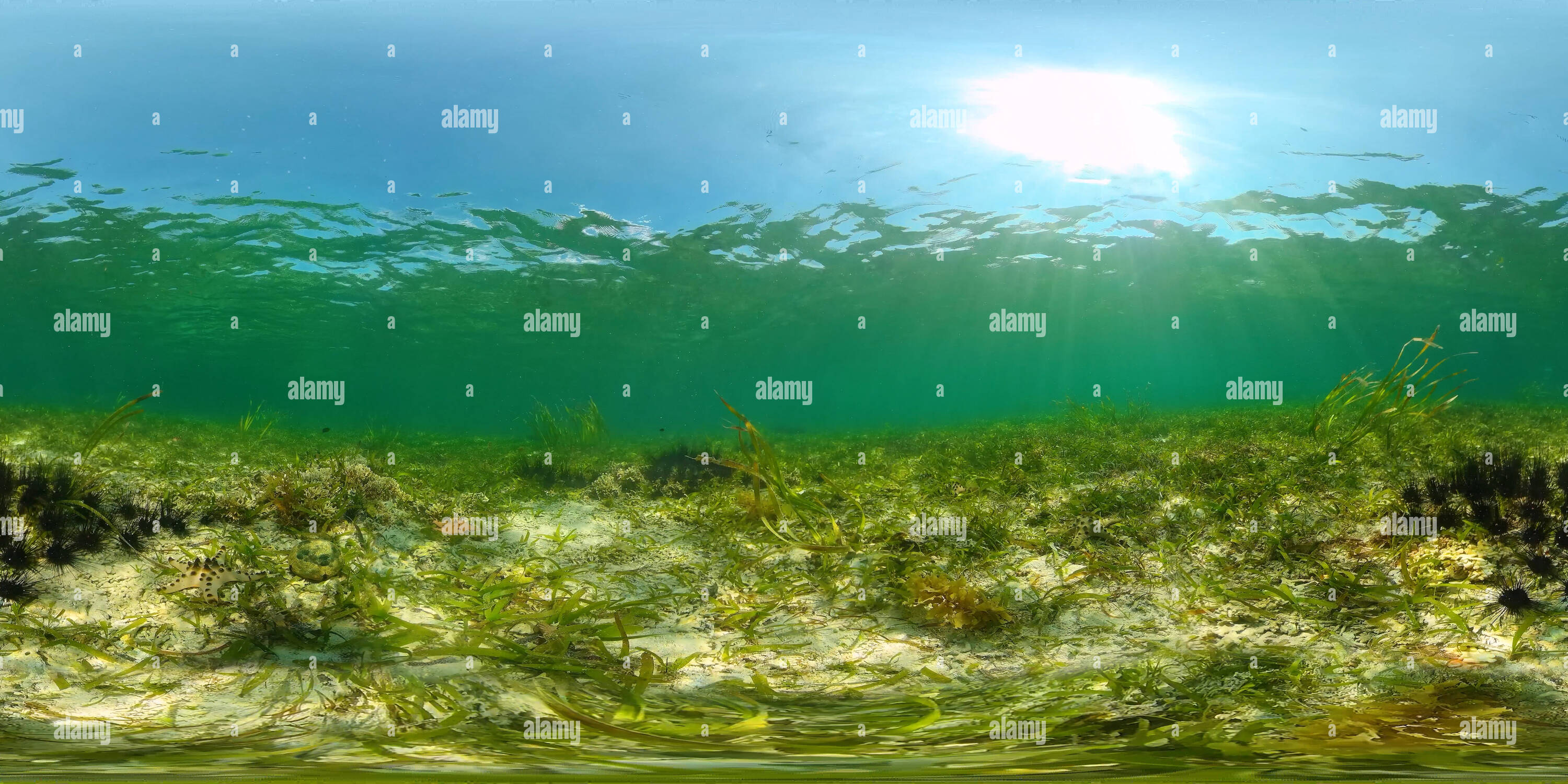 360 degree panoramic view of Sea urchins in the clear water.