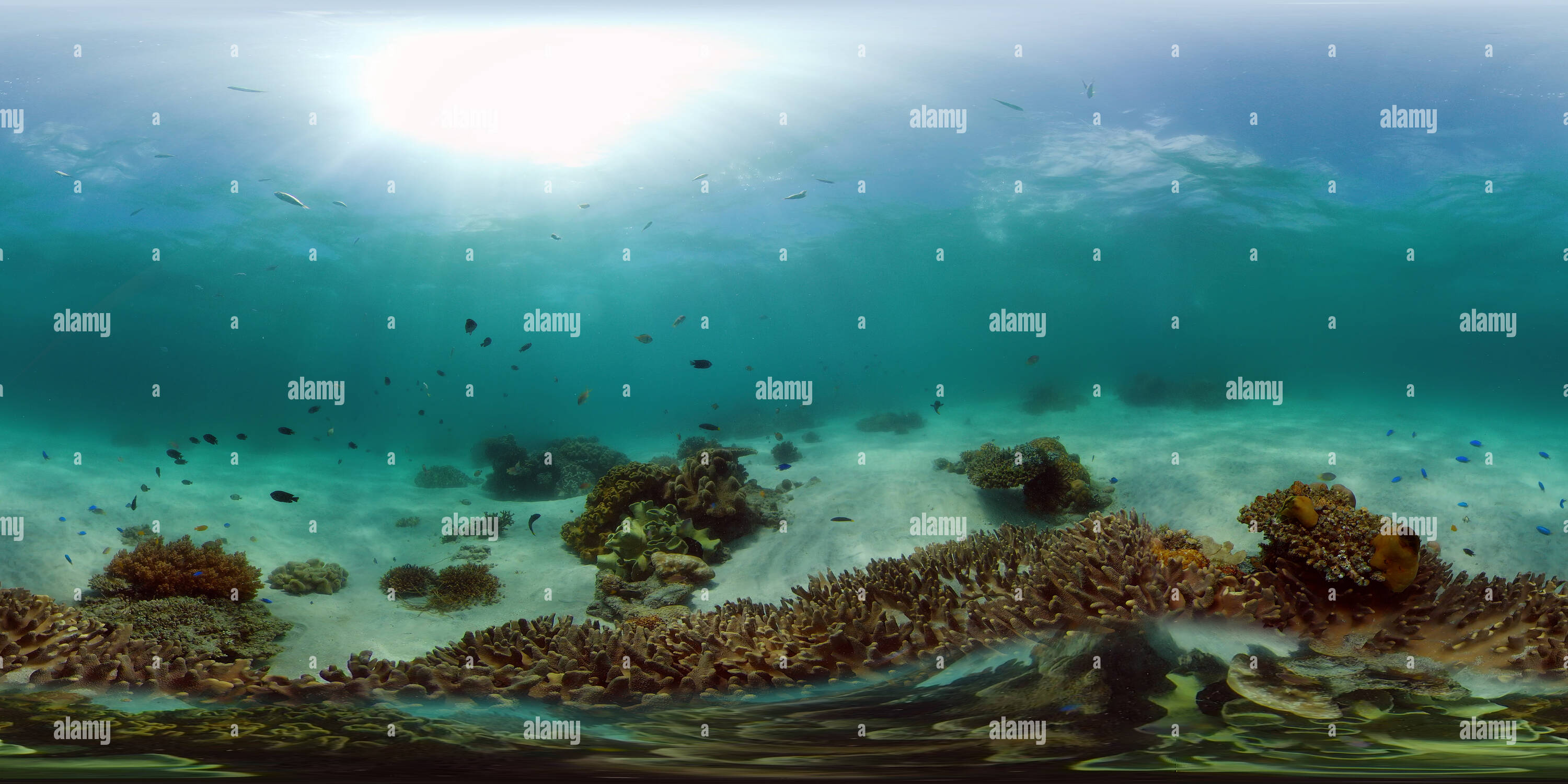 360° view of Tropical sea and coral reef - Alamy