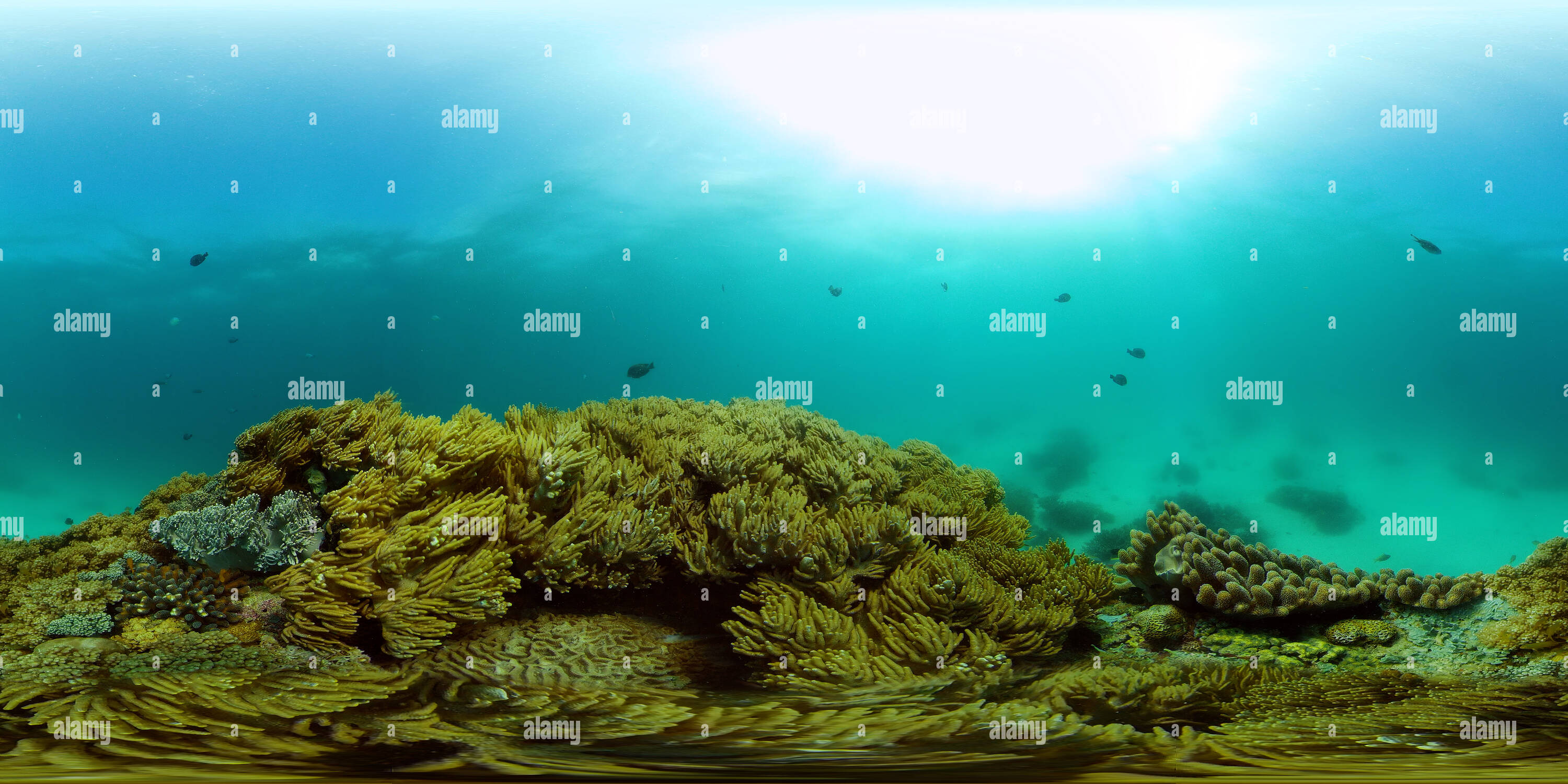 360° view of Colourful underwater seascape - Alamy