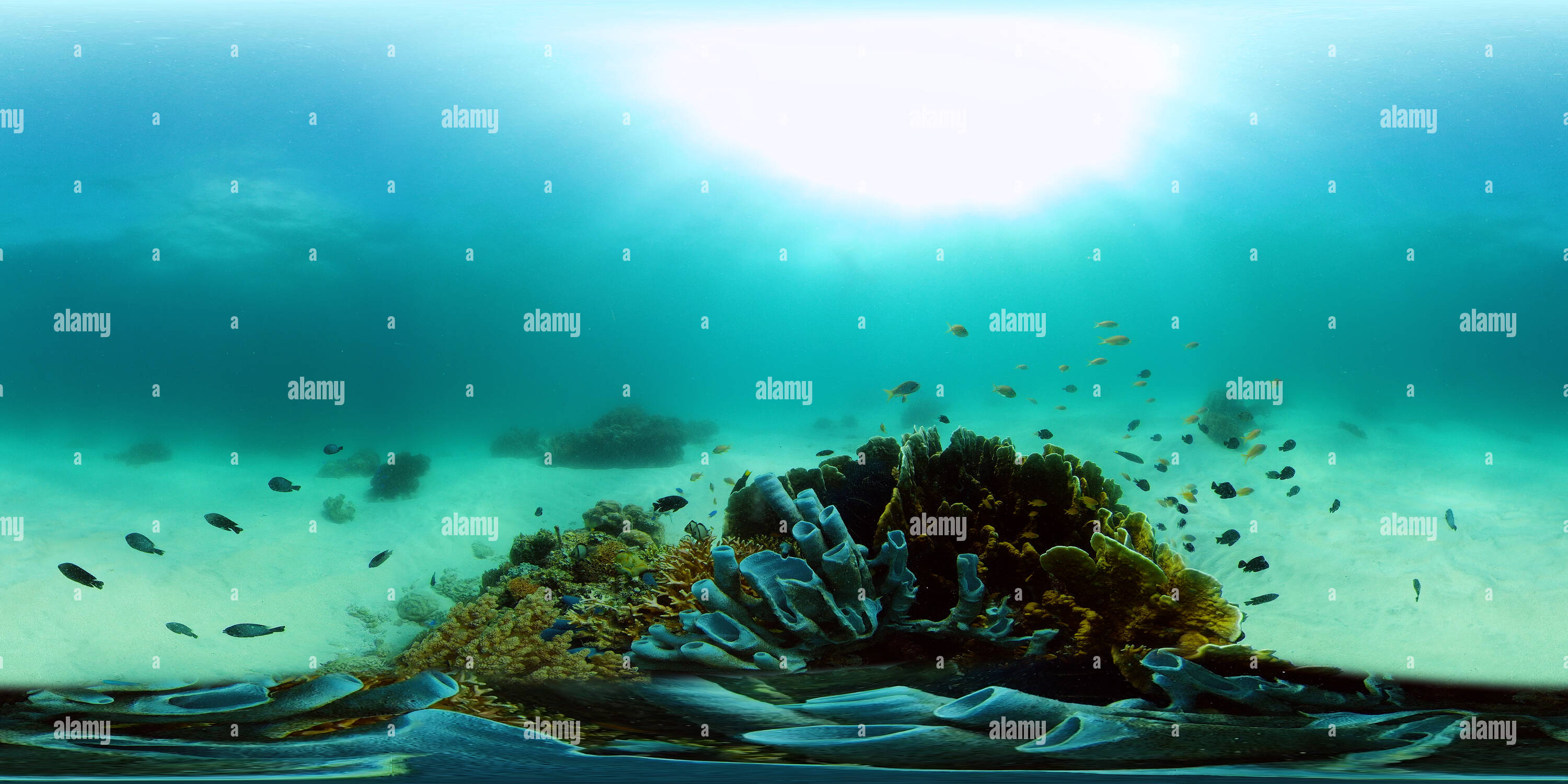 360° view of Colourful underwater seascape - Alamy