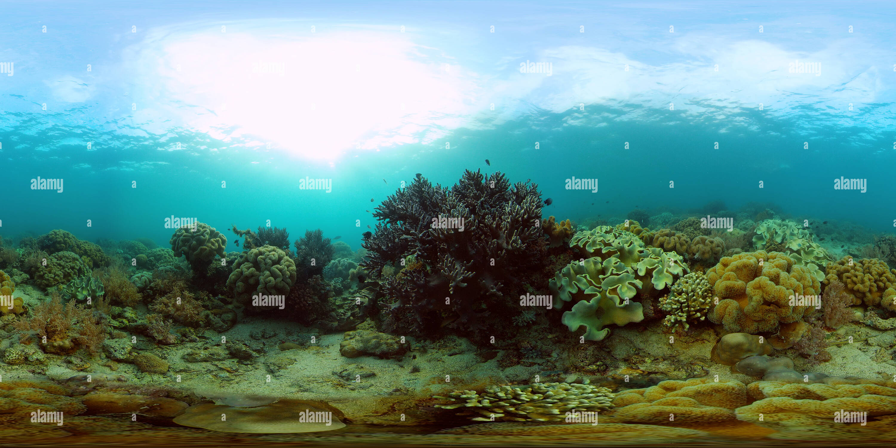 360° view of Beautiful underwater landscape with tropical fish - Alamy