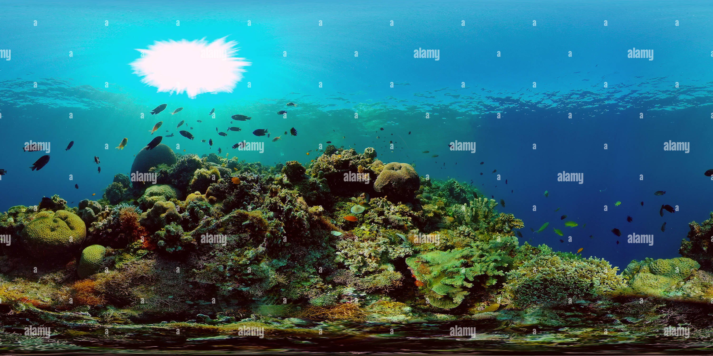 360° view of Colourful underwater seascape - Alamy