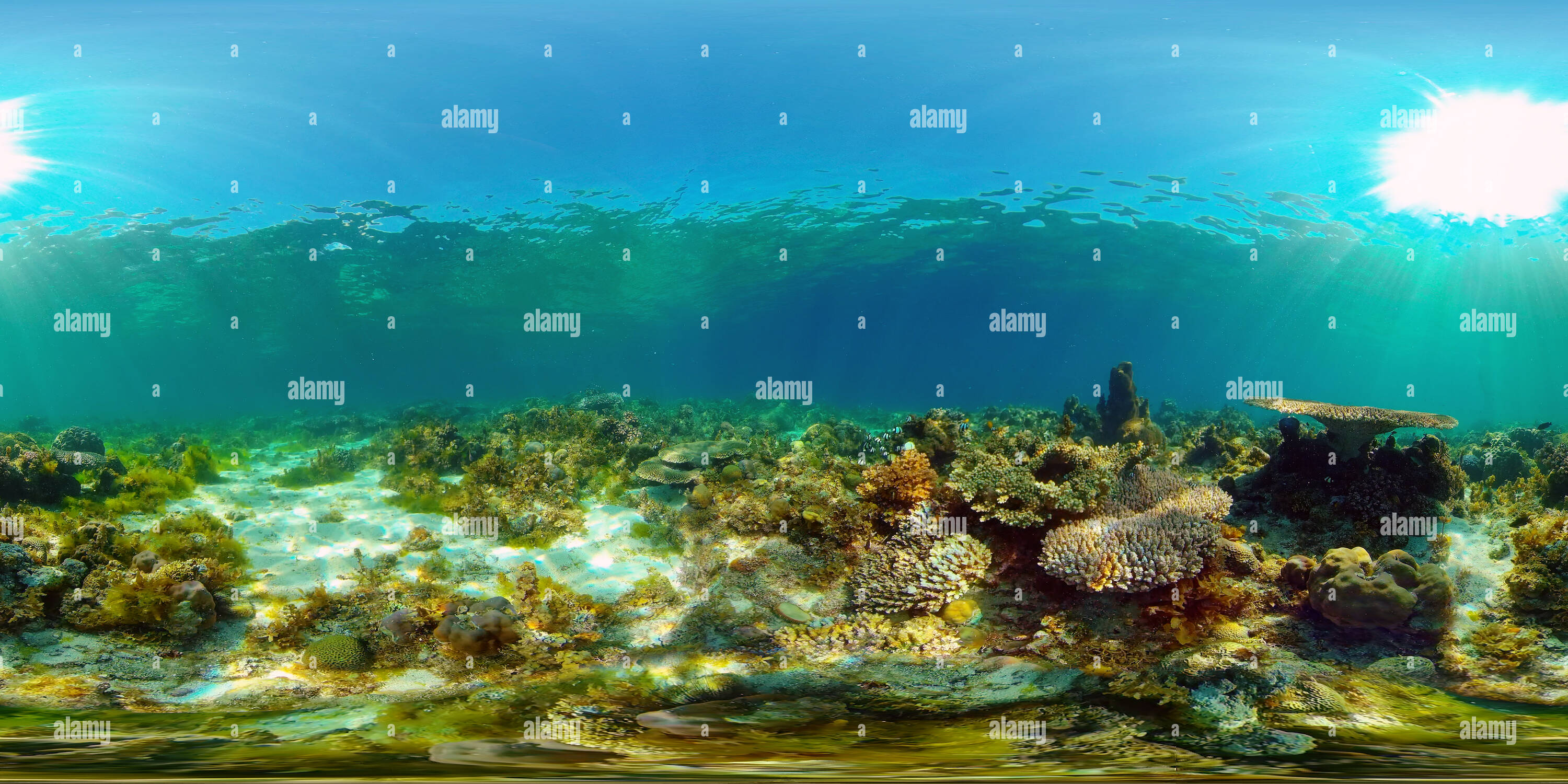 360° view of Colourful underwater seascape - Alamy