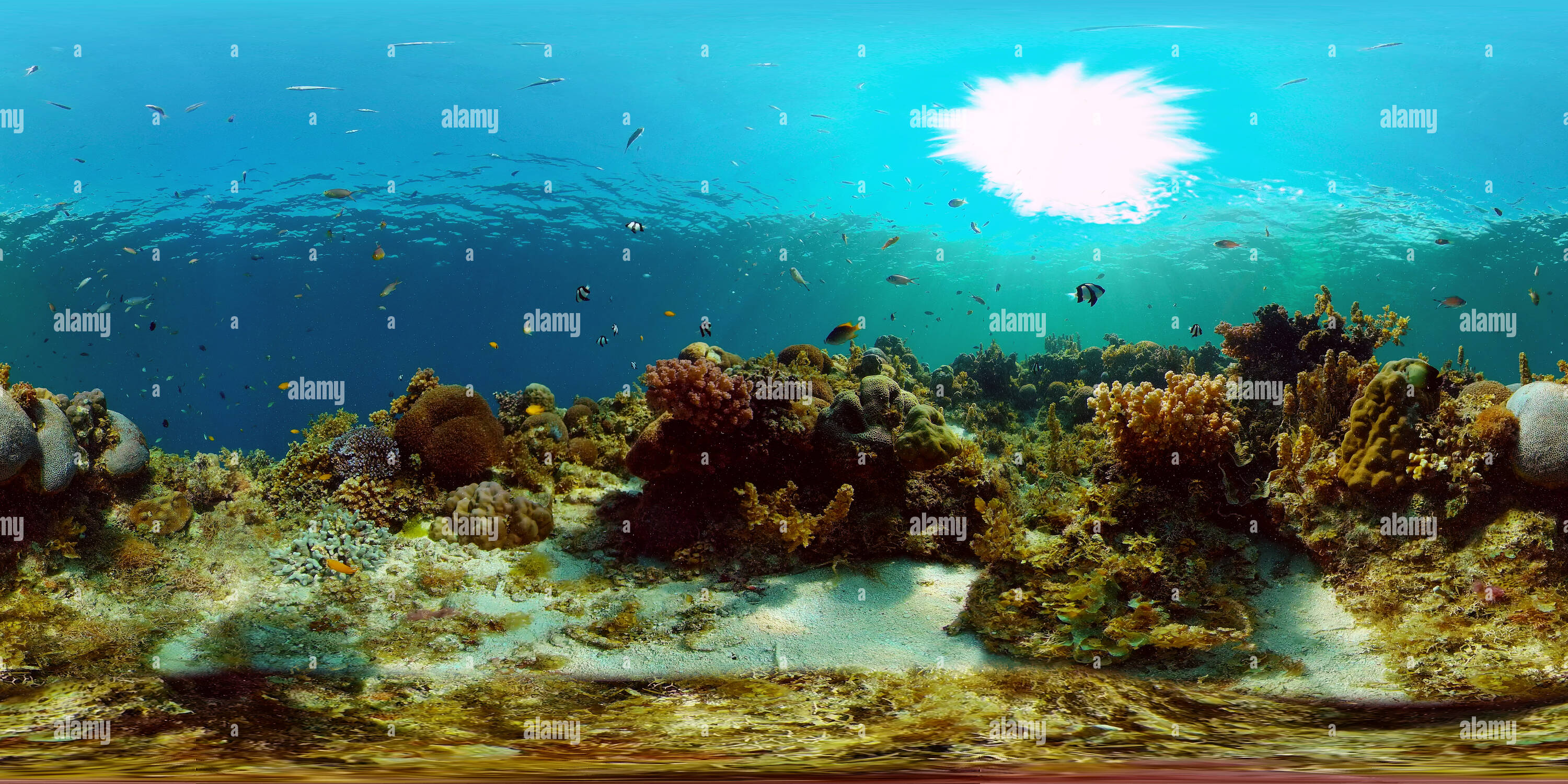 360 degree panoramic view of Colourful tropical coral reef.