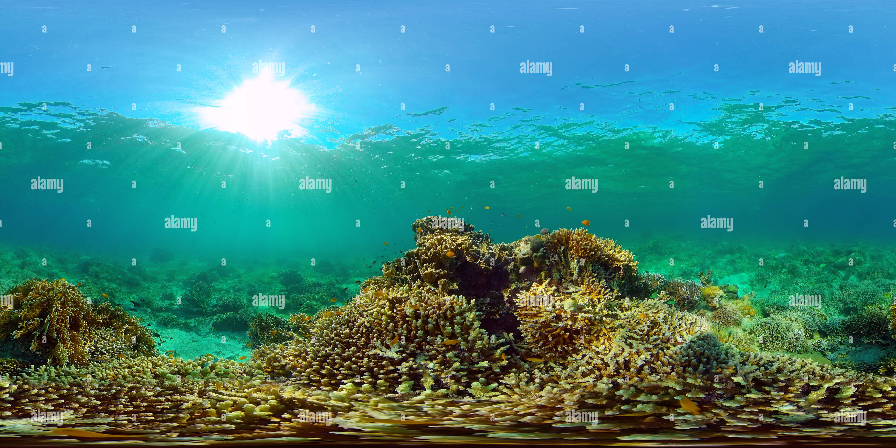 360° view of Coral Reef and Fishes Underwater - Alamy