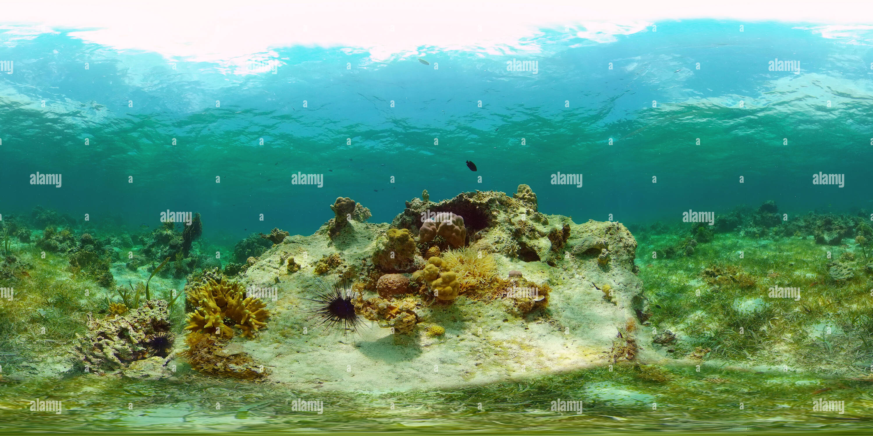 360-view-of-the-underwater-world-of-the-with-colored-fish-and-a-coral