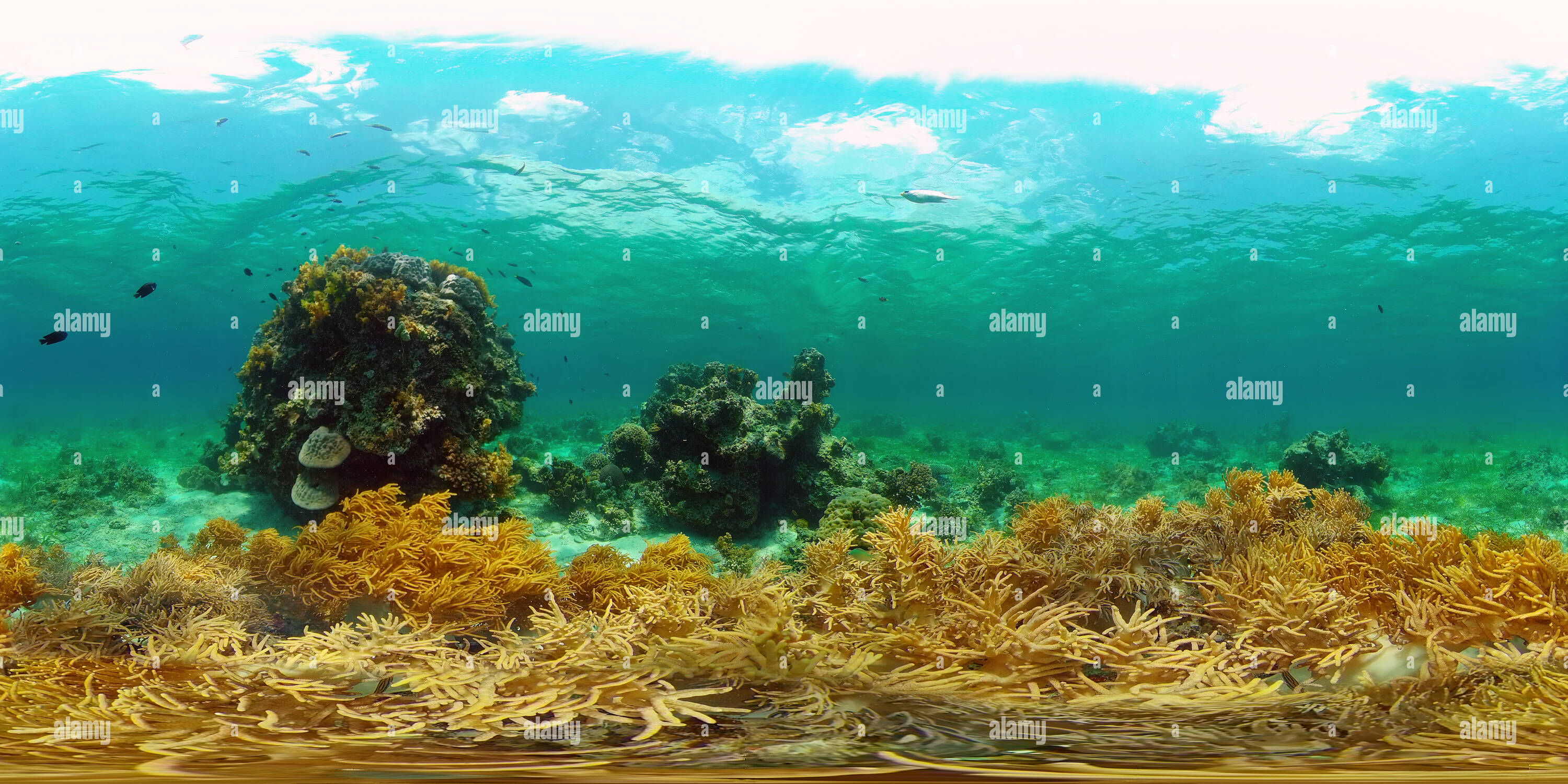 360-view-of-the-underwater-world-of-the-with-colored-fish-and-a-coral