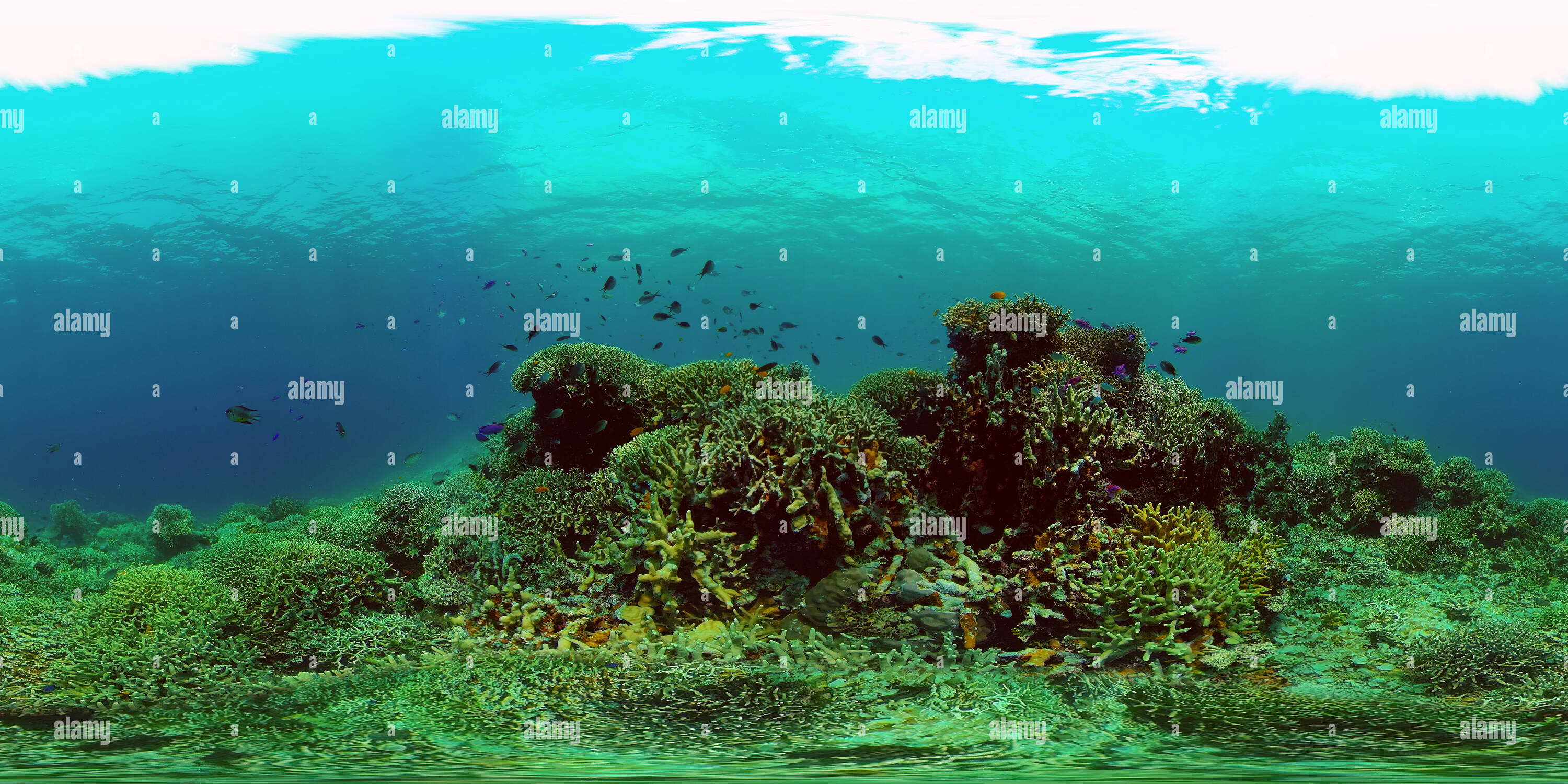 360-view-of-the-underwater-world-of-the-with-colored-fish-and-a-coral