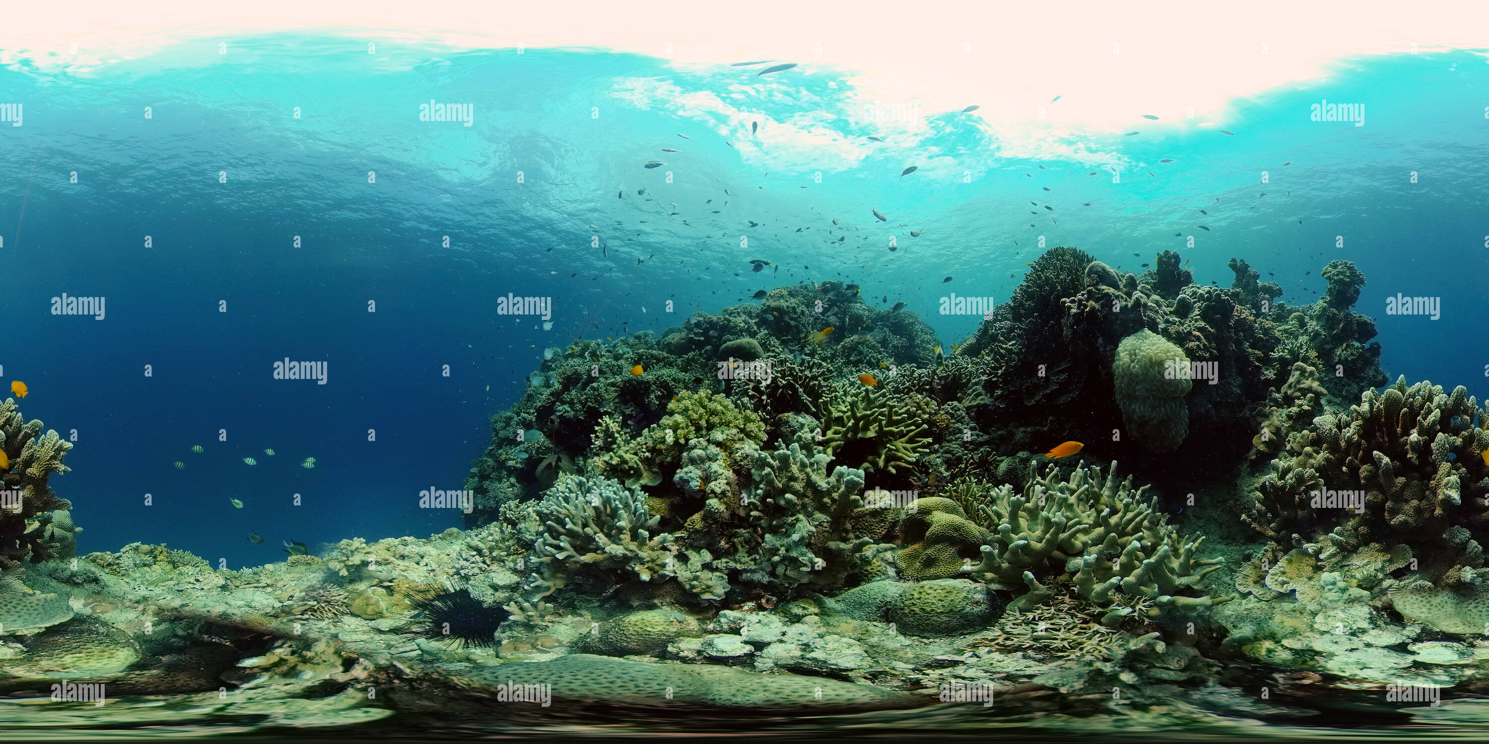 360 degree panoramic view of Tropical fishes and coral reef underwater. Hard and soft corals, underwater landscape.