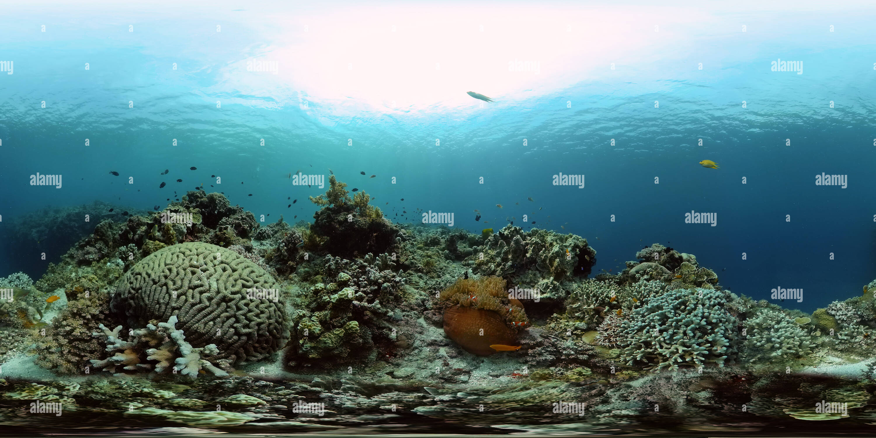 360° view of Coral reef underwater with tropical fish - Alamy