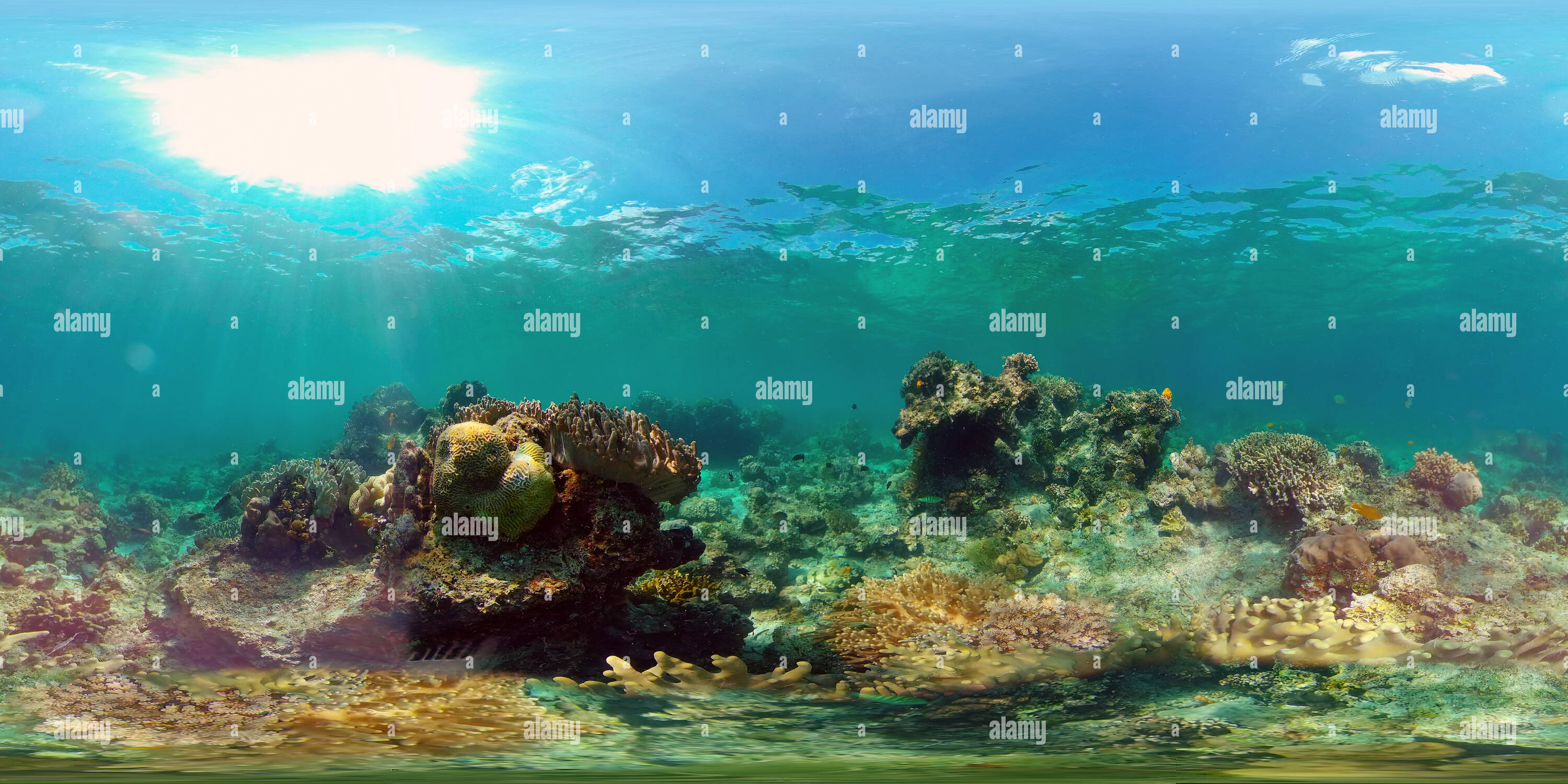 360° view of Underwater sea fish. Tropical fishes and coral reef ...