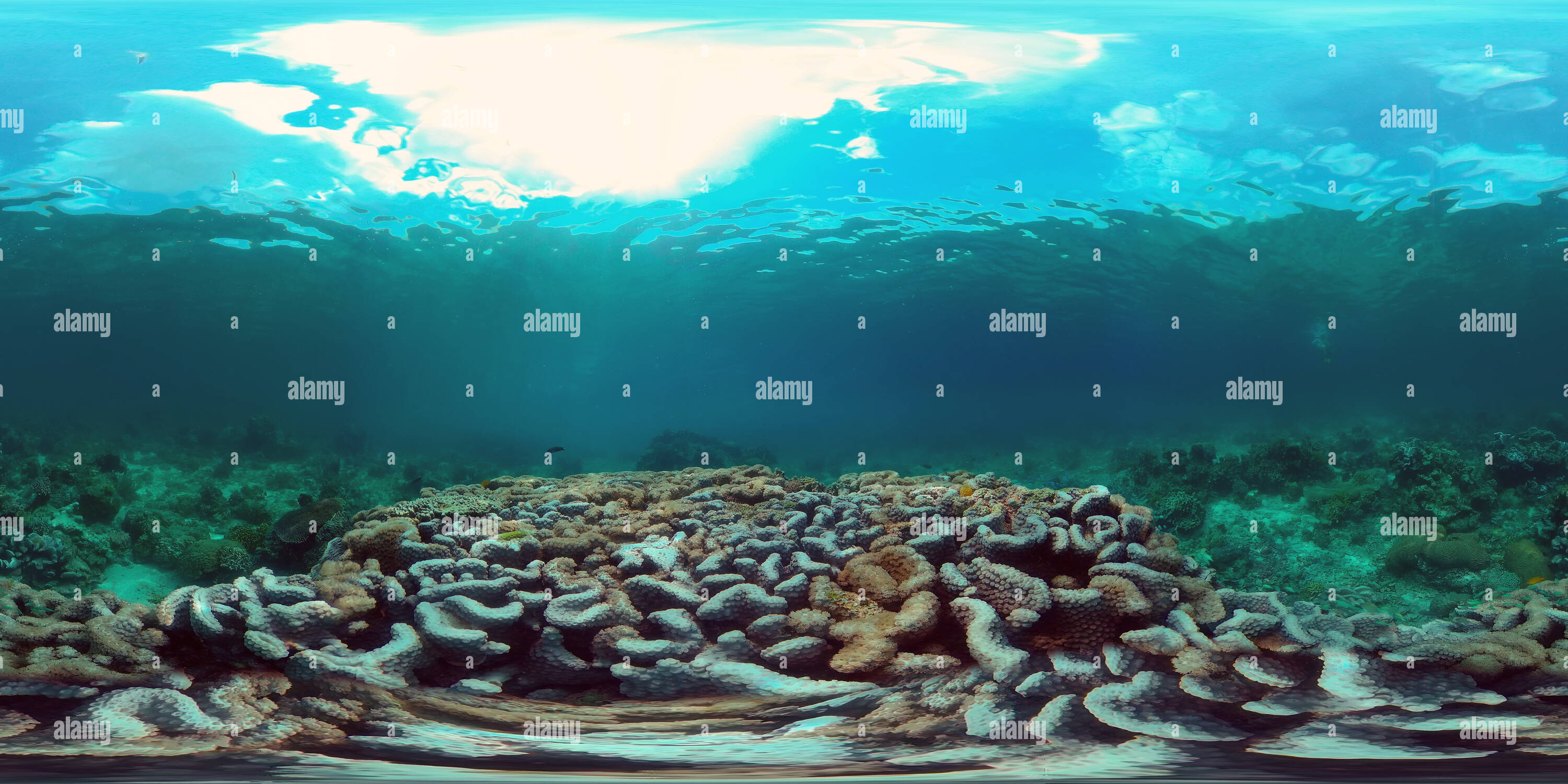 Beautiful underwater world corals fish hi-res stock photography and ...