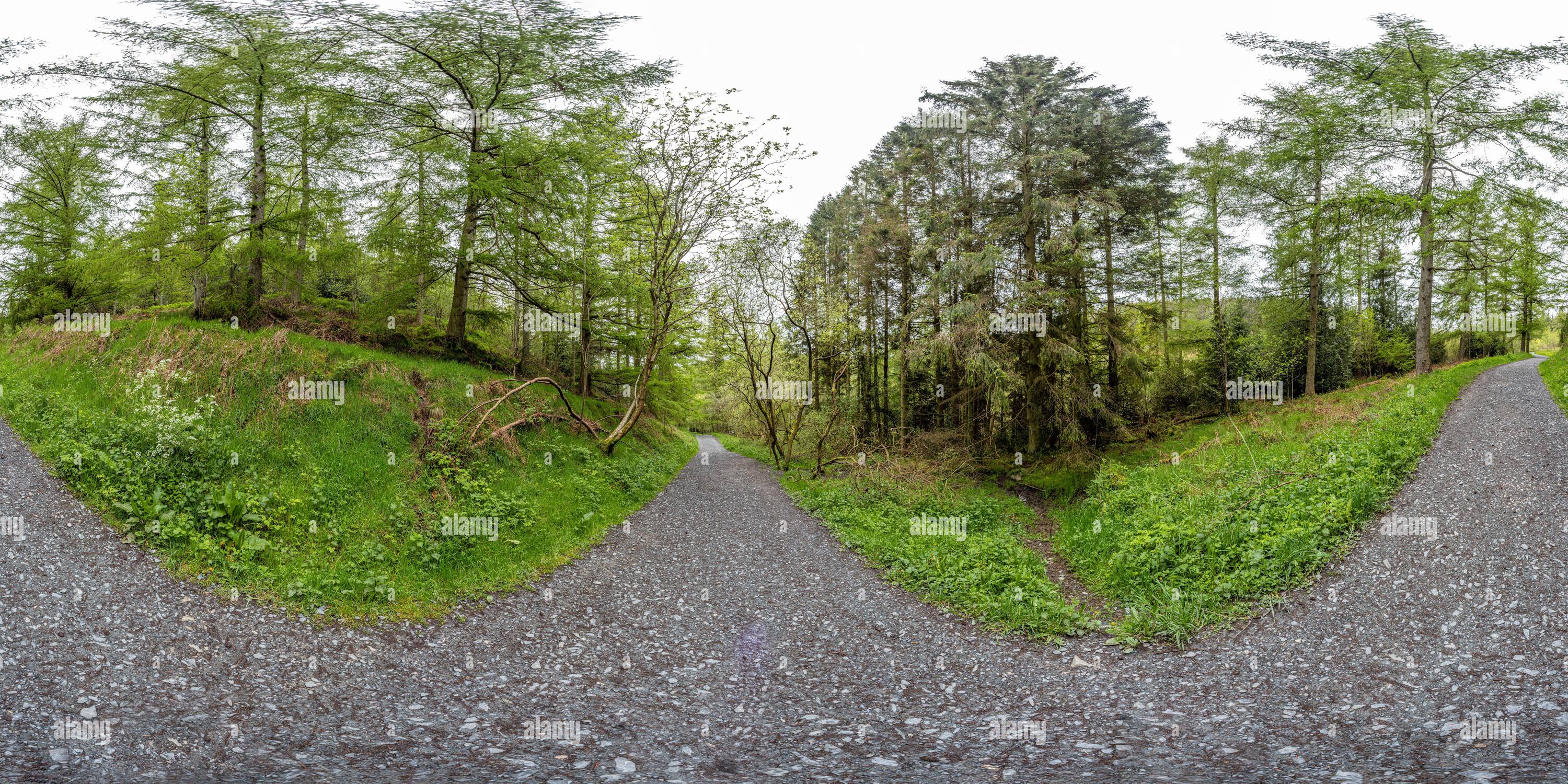 360 degree panoramic view of 360 interactive panorama of Moel Famau woods, North Wales