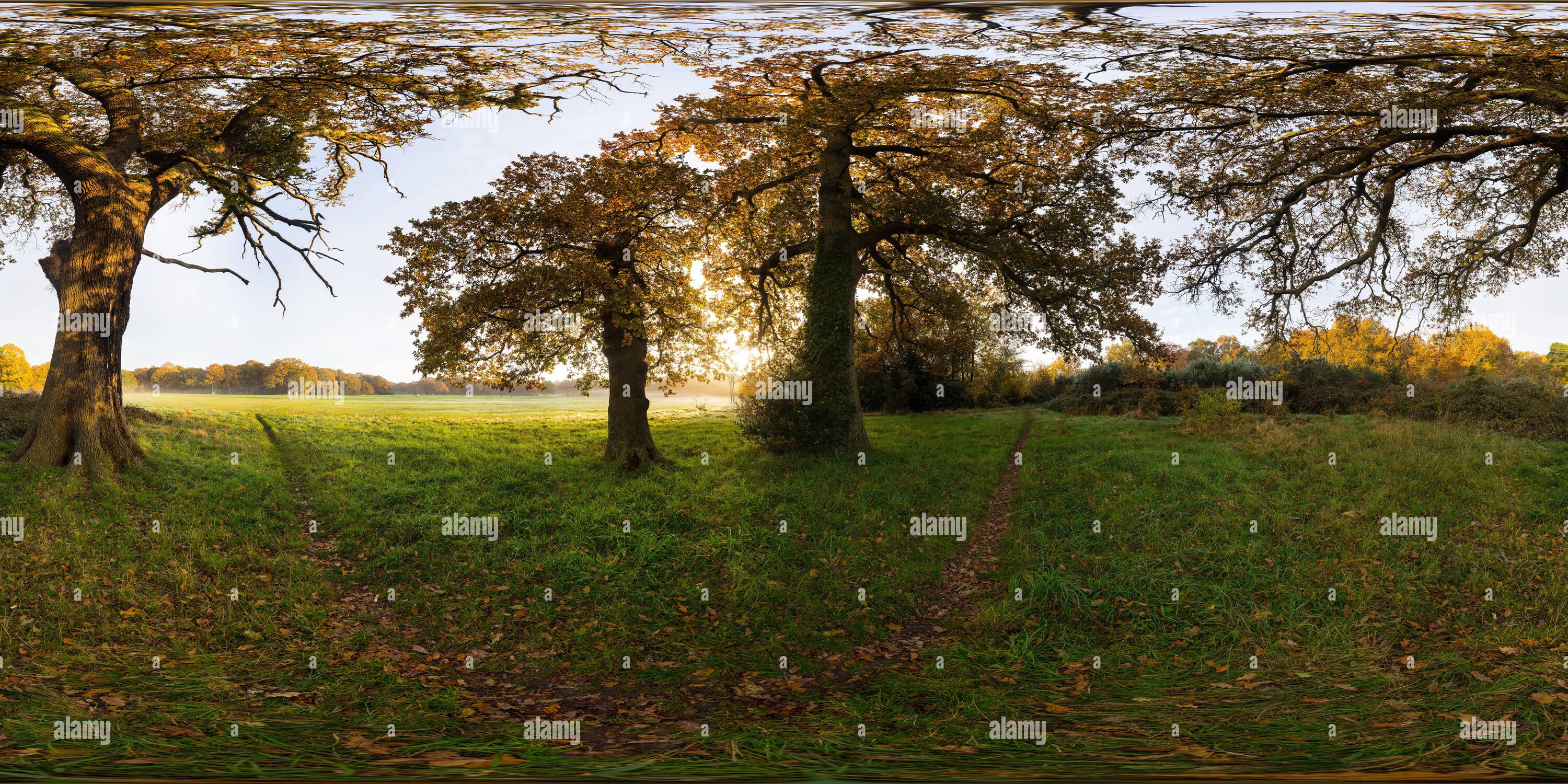 360 degree panoramic view of Oak trees on Southampton Common on a slightly misty morning in autumn, Southampton, Hampshire, England