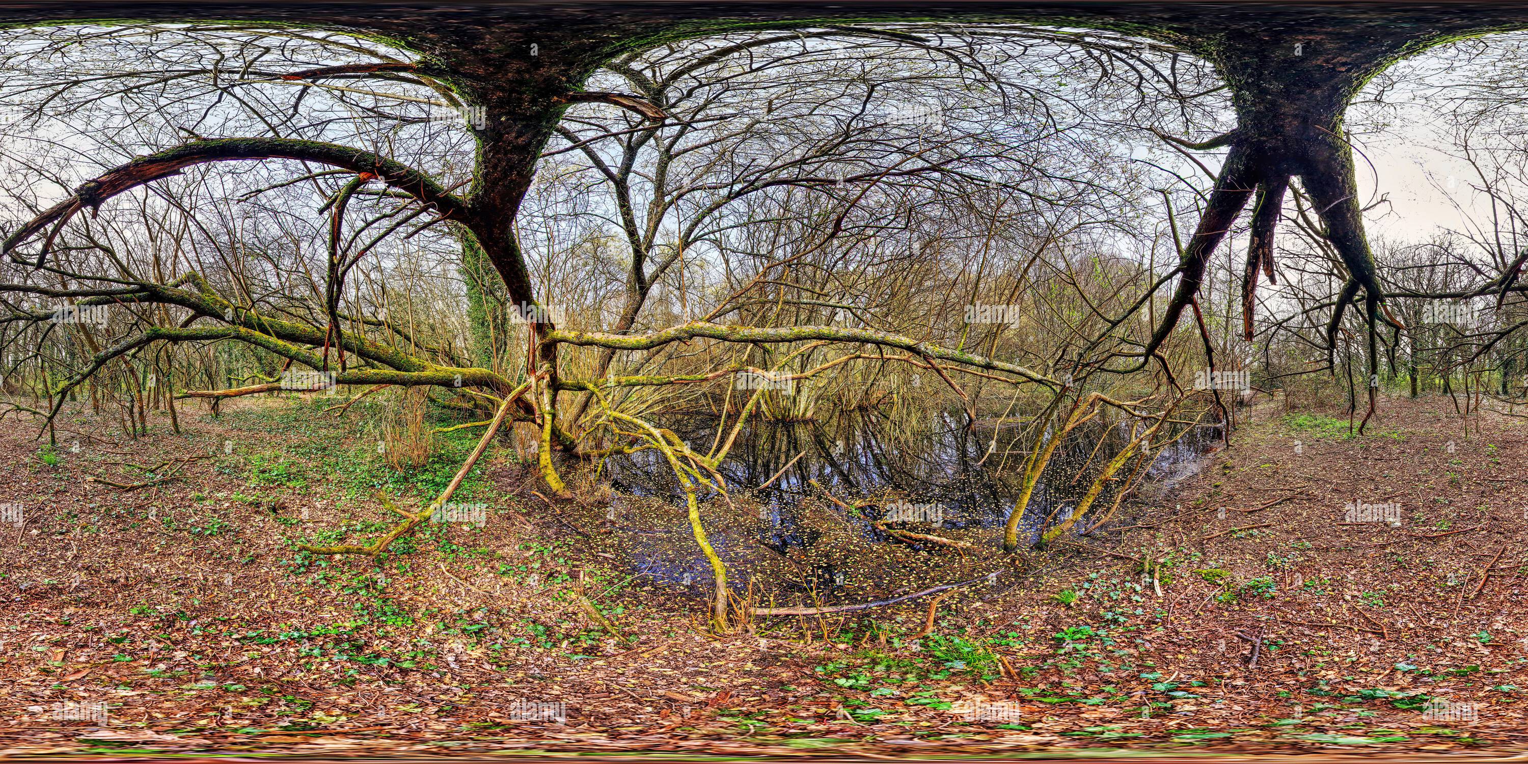 360° view of Quobleight pond in fair oak, Eastleigh, Hampshire, United