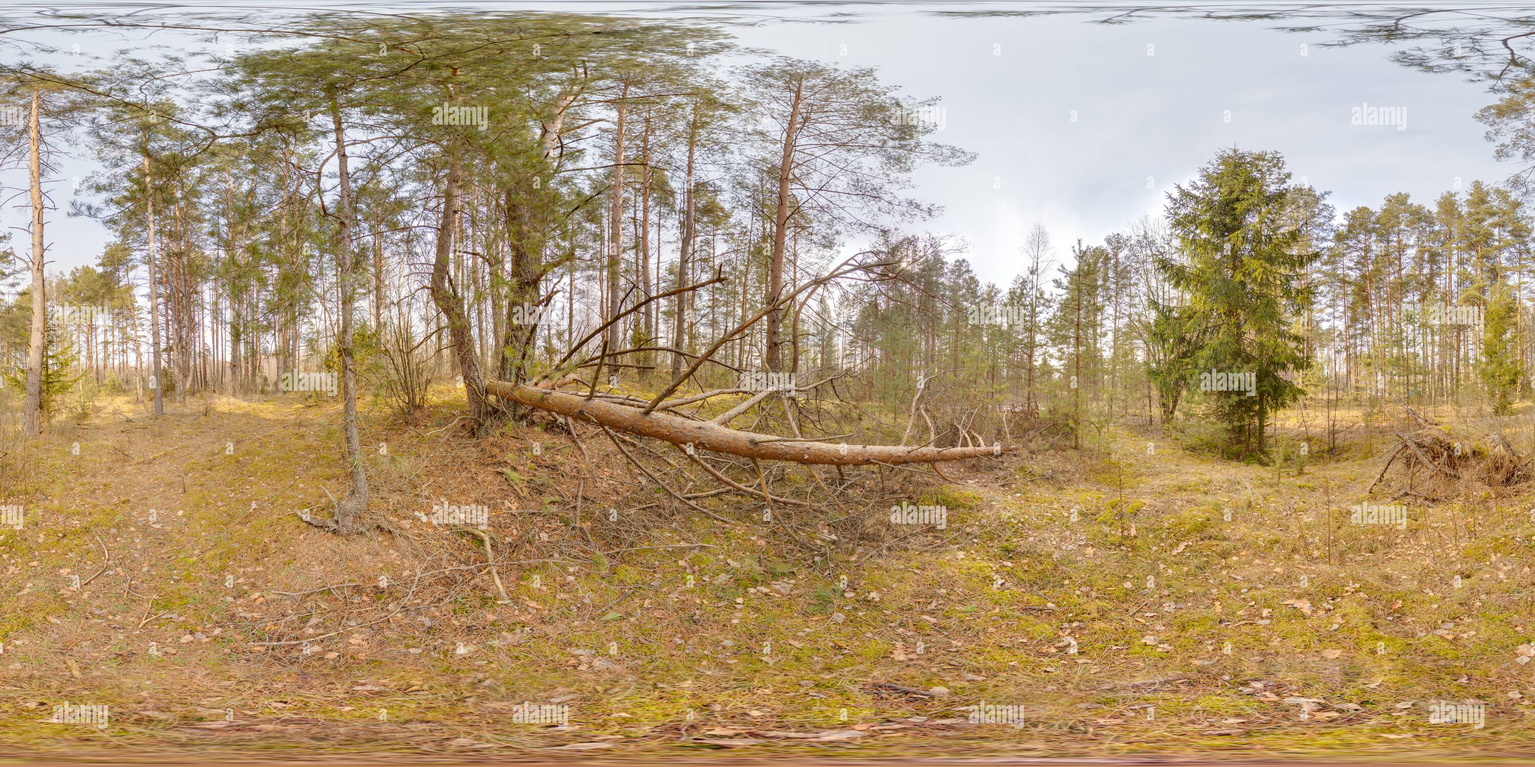 360° view of Amazing landscape with blue sky at spring trees without ...