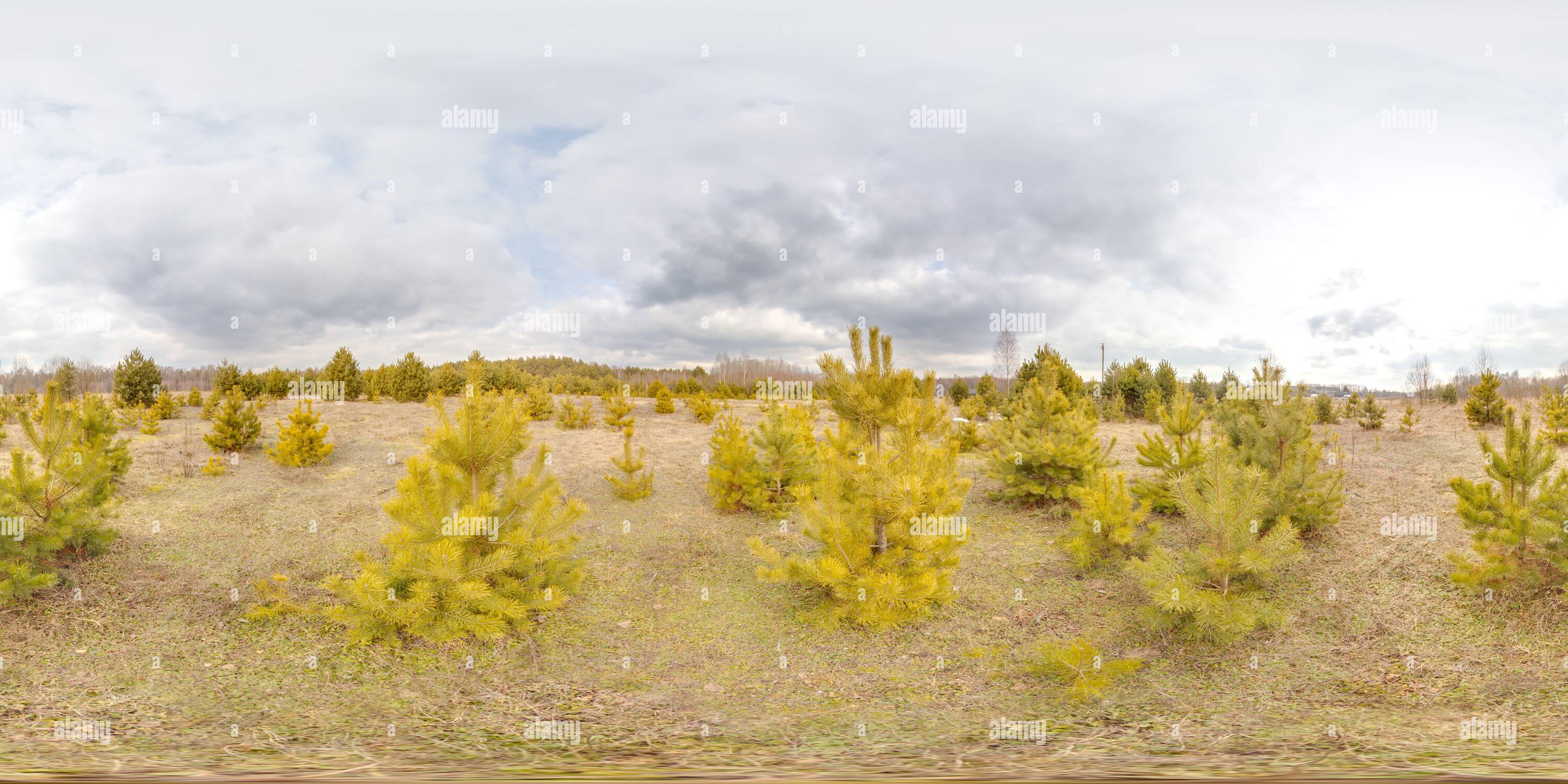 360° view of Amazing landscape with blue sky at spring trees without ...