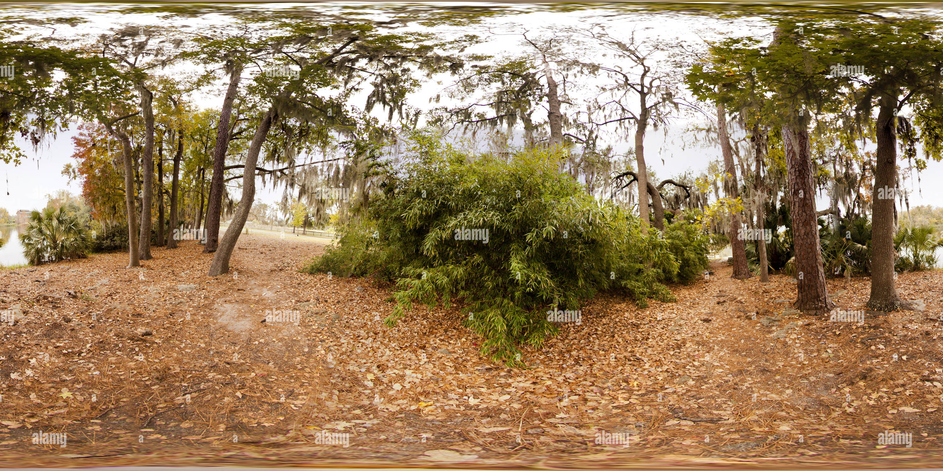 360° view of Lake Alice, University of Florida, Gainesville, Florida USA Alamy