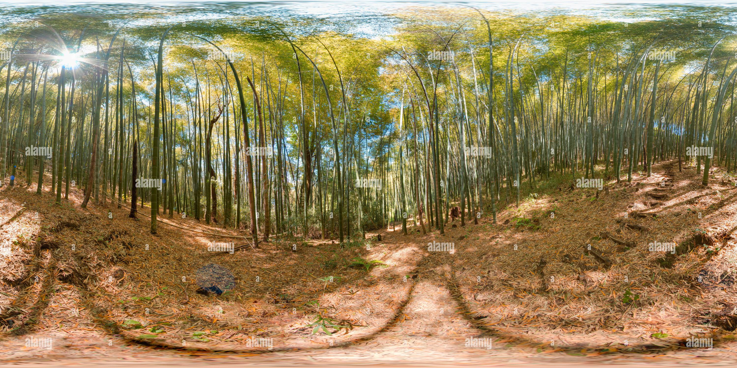 360° view of bamboo forest Botanical garden Batumi blue sky