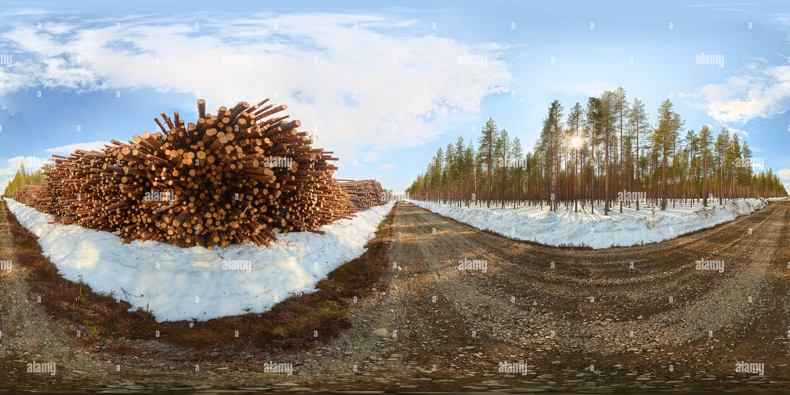 360 degree panoramic view of Spherical panorama of forestry area with stacks of wood and pine forest.
